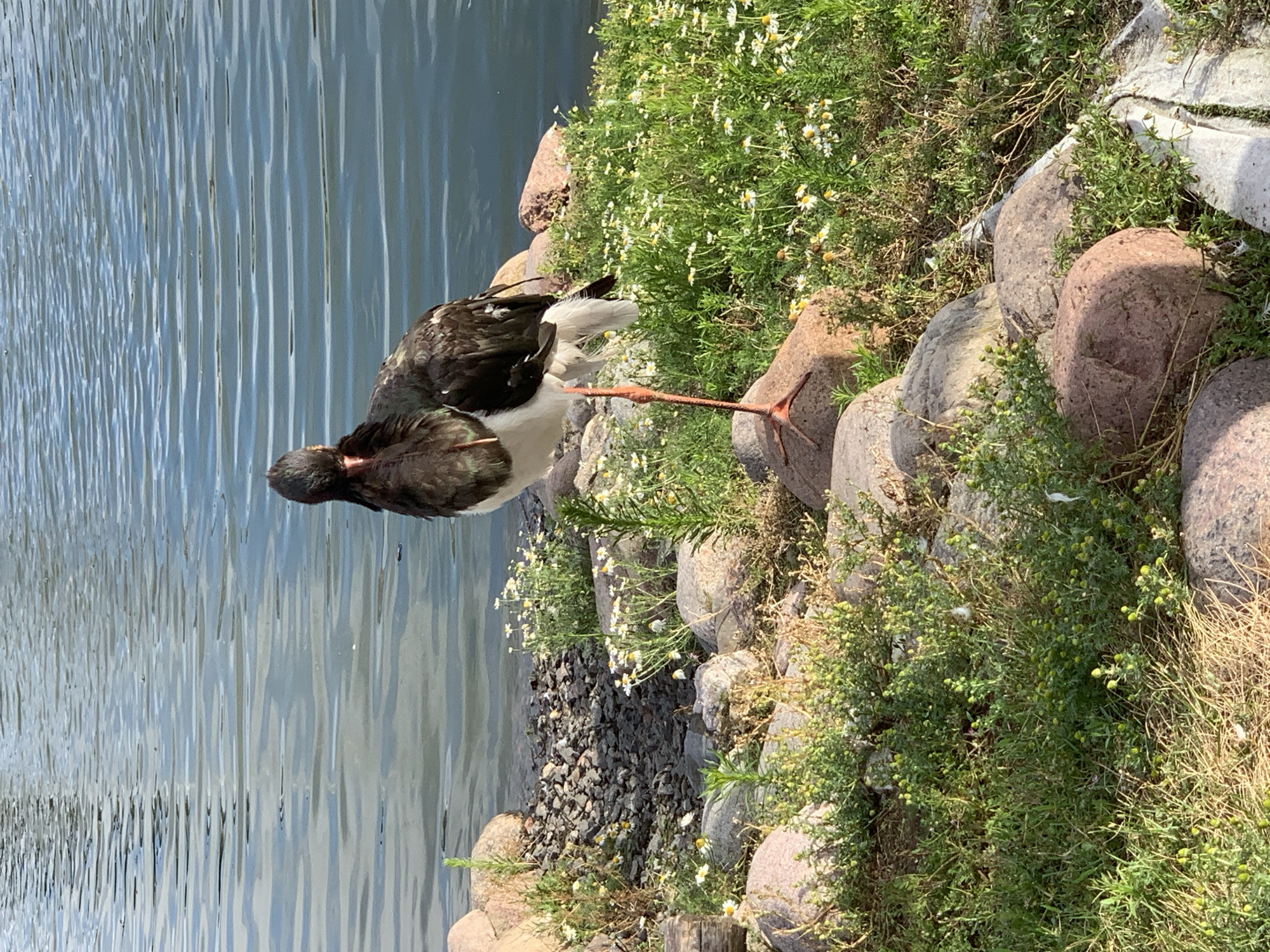 A stork stands on a rocky shore next to a body of water. The stork has black and white plumage and long, orange legs. It is facing forward, looking directly at the camera. The water behind the stork is calm with ripples. The shore is covered in small rocks and grass, with some small white flowers scattered throughout. The background is dominated by the water and the vegetation.