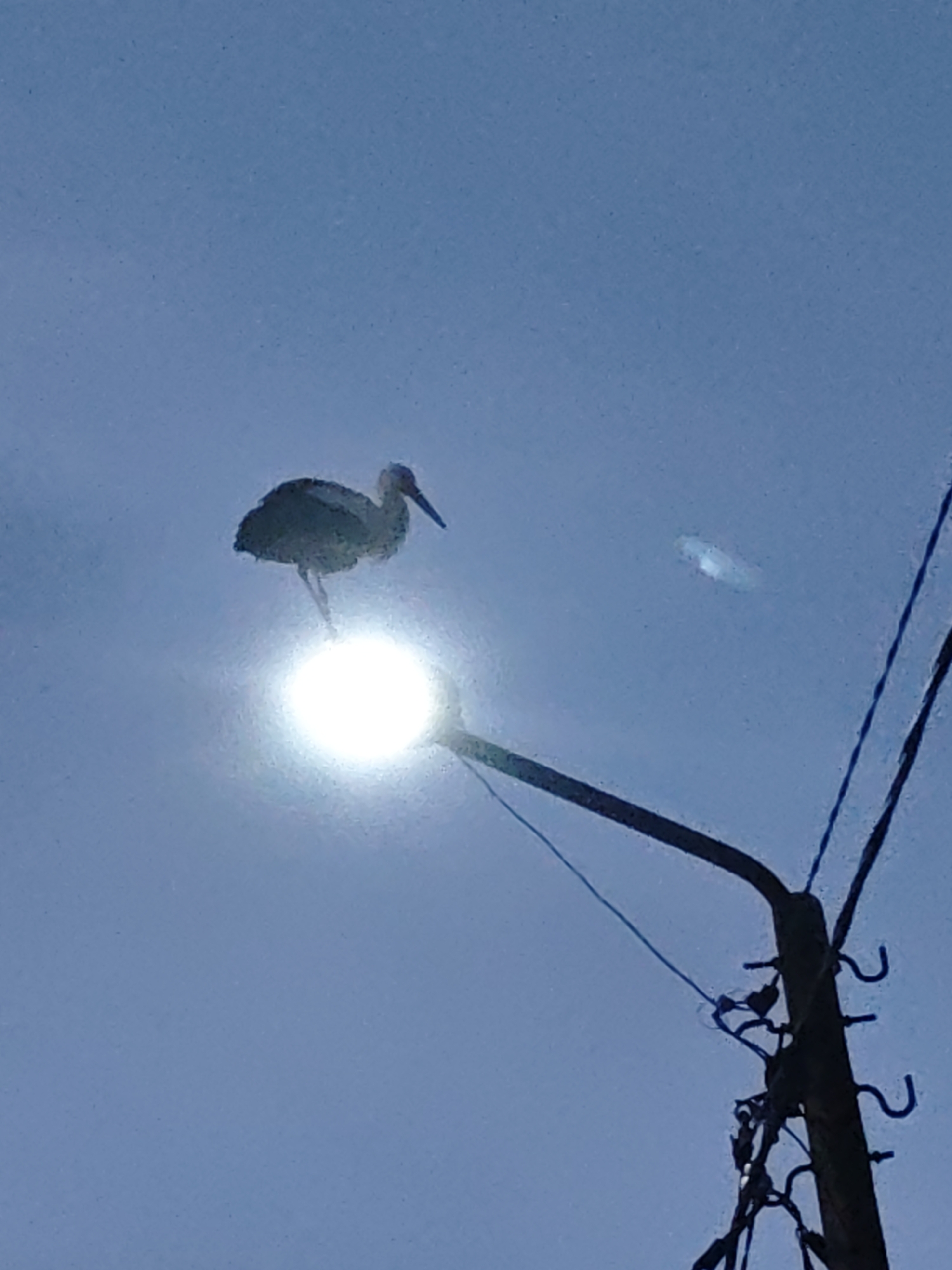 The image captures a stork perched atop a streetlight against a clear blue sky. The streetlight is emitting a bright glow, partially obscuring the stork's form. A utility pole with wires is situated to the right of the streetlight. The location is unknown.