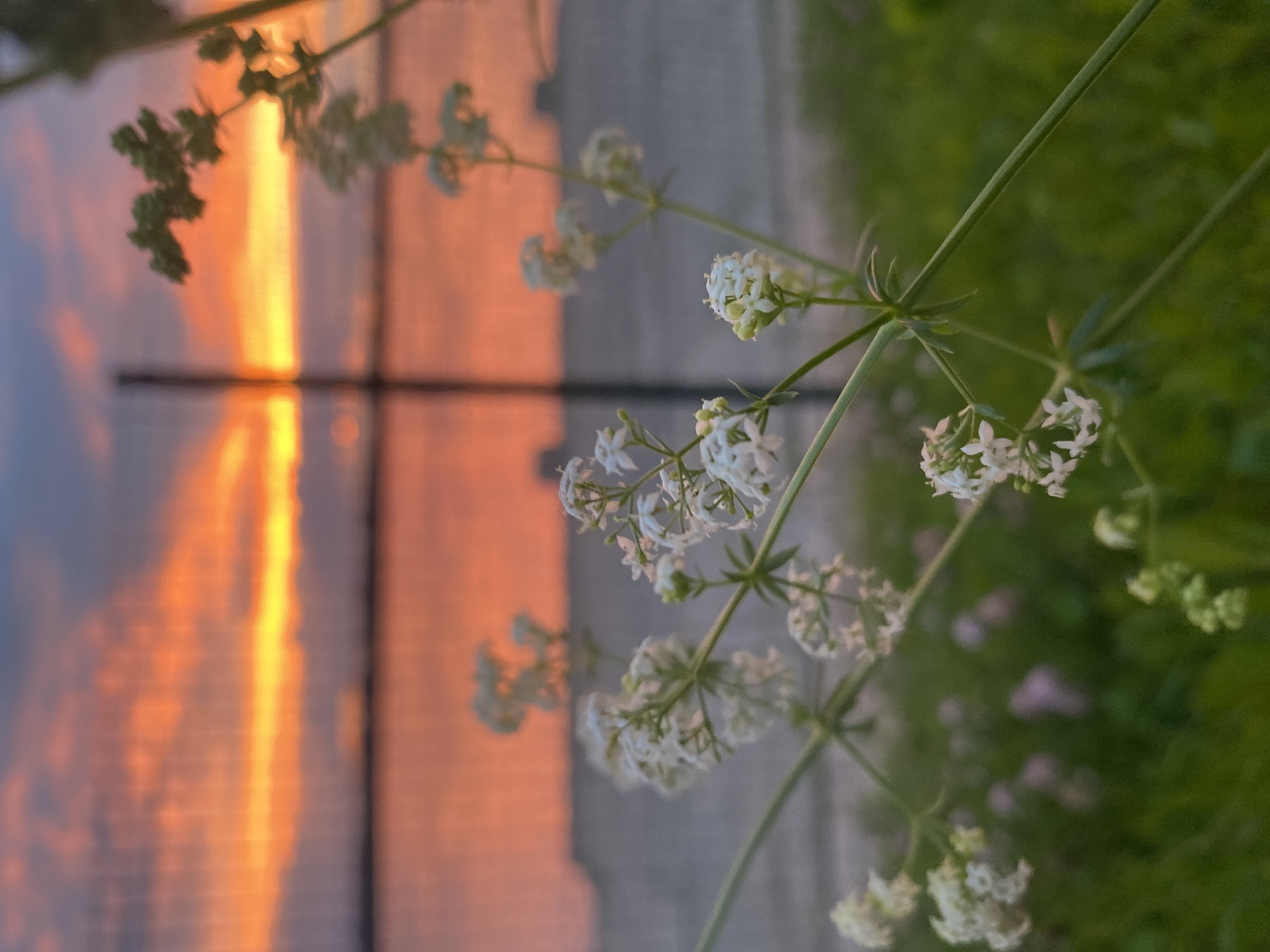 The image depicts a close-up view of delicate white flowers with small, star-shaped petals, interspersed with slender green stems and leaves. In the background, a blurred orange and yellow sunset creates a vibrant sky, reflecting on what appears to be a body of water. A dark, vertical pole, possibly part of a fence, stands out against the colorful sky. The foreground is dominated by the floral subject, with out-of-focus green foliage and hints of pinkish-purple flowers in the lower left. The overall impression is one of a serene natural scene at dusk. The image does not provide specific information that would definitively place it within Novokuybyshevsk, Russia, beyond its general depiction of a natural landscape with a sunset over water, which could be found in many locations.