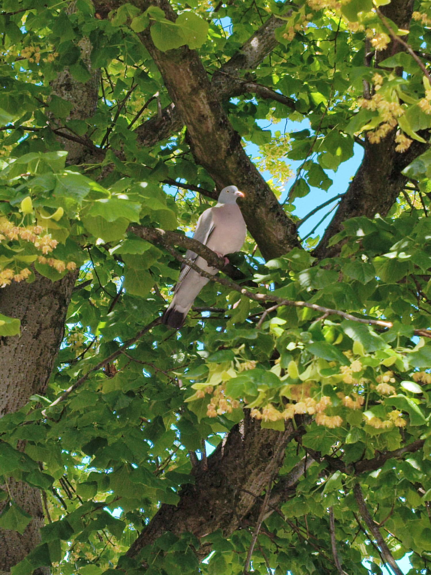 A pigeon is perched on a tree branch amidst lush green foliage and small yellow flowers. The scene is dappled with sunlight, suggesting it's daytime. The pigeon, a common city bird, is light grey with hints of pinkish-grey on its chest and a distinctive reddish eye and beak. It's looking to the left, its body partially obscured by the leaves. The tree's bark is rough and textured, with several branches crisscrossing the frame. The sky, visible through the gaps in the leaves, is a bright, clear blue, indicating fair weather. The overall impression is one of a peaceful moment captured in nature, with the bird at rest among the blossoming branches. No text is visible in the image.