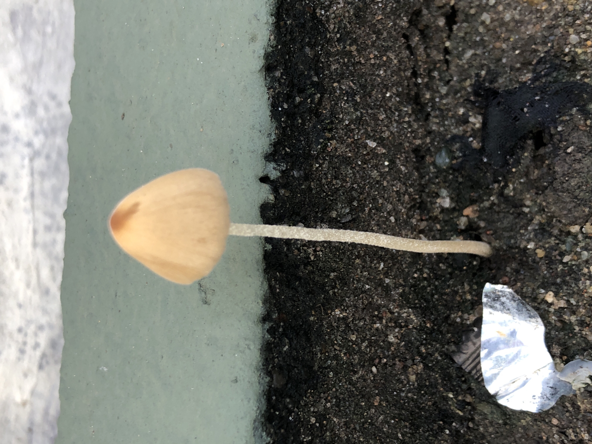 A single, small, light brown mushroom with a conical cap grows upright from dark soil. The mushroom's stem is thin and pale. Behind the mushroom, a textured, pale green surface is visible, with a darker, rougher surface directly beneath it. The soil is dark and appears to be composed of fine particles and small stones, with some debris, including a crumpled piece of white and silver material, and a dark, amorphous object, present in the foreground. The overall setting suggests an outdoor environment, potentially a neglected urban area.