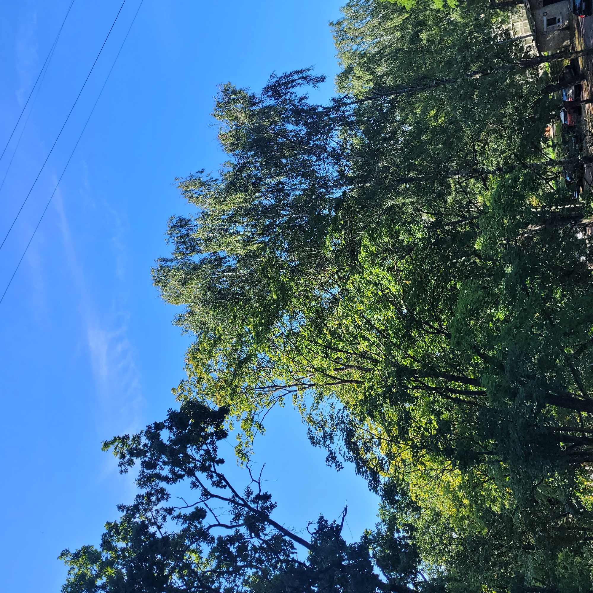 A low-angle outdoor shot depicts a clear blue sky with thin, wispy clouds and overhead power lines. The foreground and mid-ground are dominated by lush, green trees, with some branches reaching towards the sky. In the lower right quadrant, a weathered, brick building with a window is visible, along with parked cars on a paved surface. The overall scene suggests a partly urban, partly natural setting in Jūrmala, Latvia, likely during daylight hours.