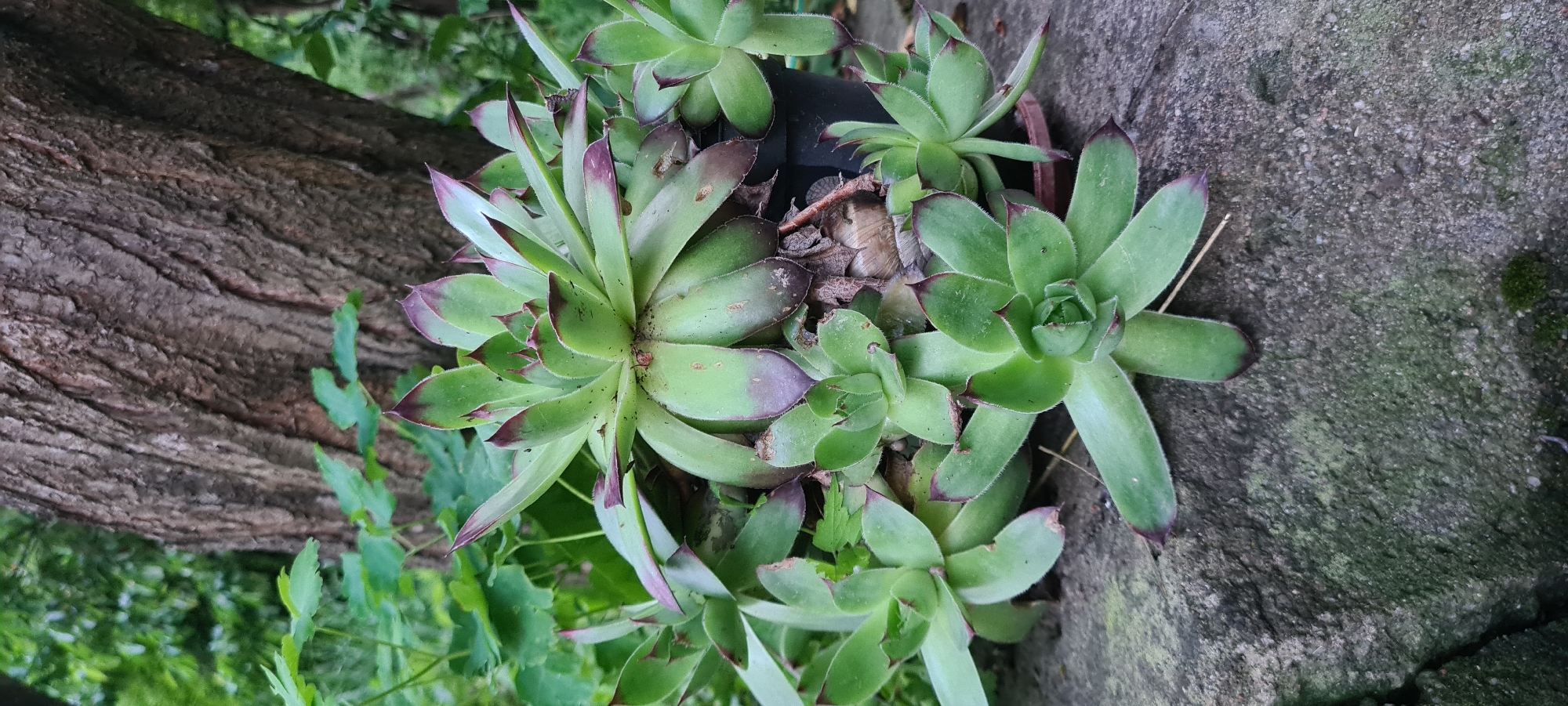 The image displays a close-up, vertical outdoor photograph taken in Lopian, Bulgaria. The primary subject is a cluster of *Sempervivum* succulent plants, commonly known as houseleeks or 'hens and chicks,' contained within a dark, possibly plastic, pot visible at the lower center-right. The main rosette, situated prominently, exhibits numerous fleshy, spatulate leaves, primarily light green with distinct reddish-purple tips. Several smaller rosettes, or 'chicks,' are visible around the central plant, some connected by runners, also displaying green leaves with reddish-purple margins. Some leaves on the plants show minor dark spots or areas of discoloration.
In the upper and mid-background, a substantial tree trunk with deeply furrowed, dark brown bark occupies the right half of the frame. Blurred green foliage, indicative of other plants or trees, is present in the upper-left and central background. The foreground consists of a rough, greyish-tan surface, likely a stone or concrete slab, which exhibits patches of green moss or lichen, particularly on the lower left. Natural, diffused light illuminates the scene, suggesting an overcast day or shaded environment, with no harsh shadows present. No people, human actions, or distinct interactions are depicted.