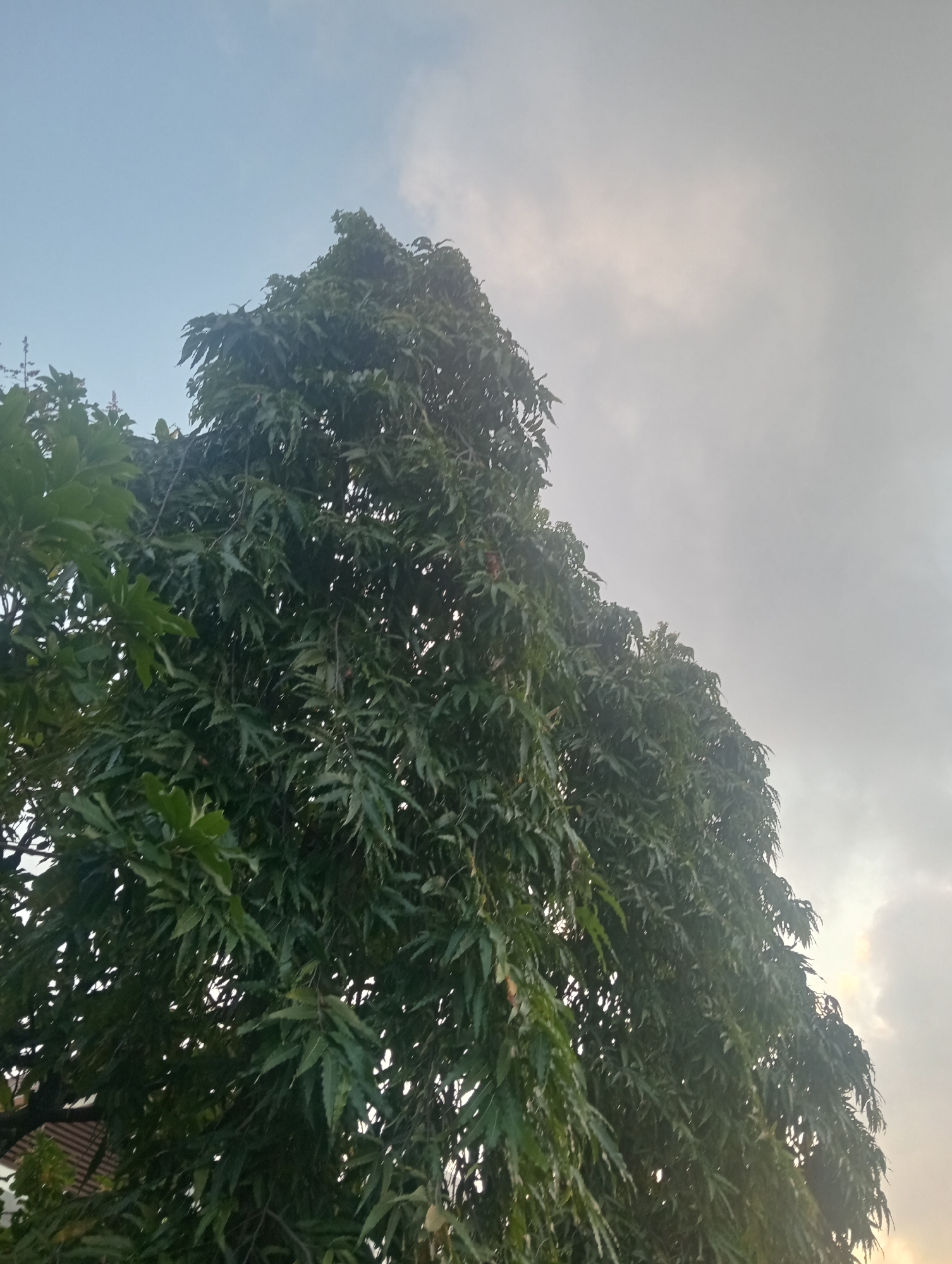 The image shows a tree with lush green leaves against a sky that is partly cloudy and has a soft, diffused light, suggesting either sunrise or sunset. The sky transitions from a clear light blue at the top left to a hazy, pale grey with hints of yellow and white clouds towards the right. The dense foliage of the tree occupies the majority of the frame, with its branches and leaves reaching upwards and to the right. Some of the leaves are illuminated by the light, creating a dappled effect. In the lower left corner, a sliver of a reddish-brown tiled roof is visible, indicating the presence of a building. The overall scene is natural and serene, with the tree being the dominant subject. Without specific landmarks or contextual cues, pinpointing the exact location within Surabaya, Indonesia is not possible based solely on this image.