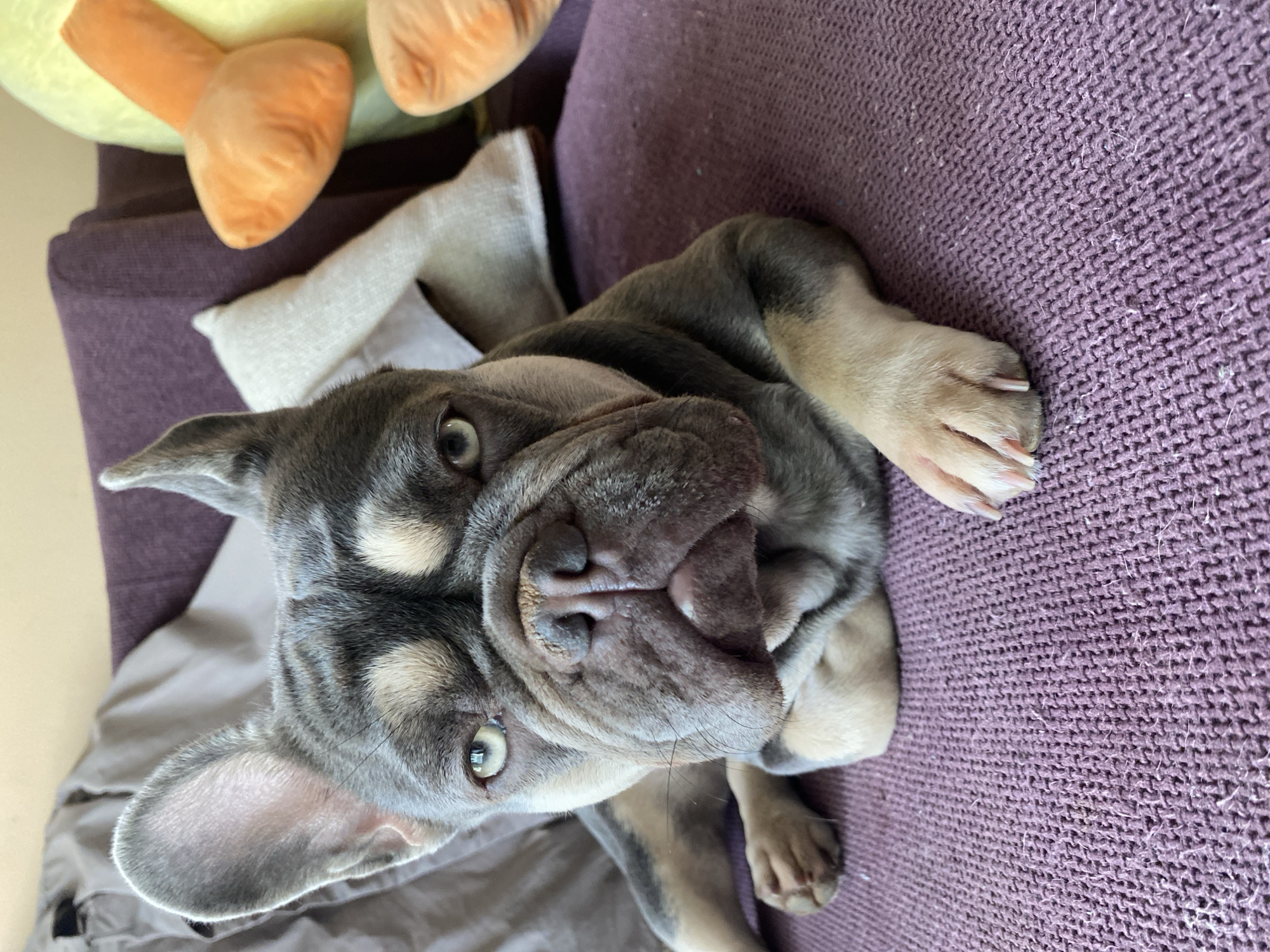 A French bulldog with grey and tan coloring rests on a purple knitted couch with its head facing forward. The dog has one ear up and the other slightly down, and its eyes are a pale blue-green. The dog’s front paws are crossed over its chest. Behind the dog, a brown blanket or pillow is visible on the left, and on the right, a purple couch cushion supports a portion of the dog's body. Two plush toys, one yellow and one orange, are partially visible in the upper right background. The scene is indoors, and the lighting suggests it is daytime.