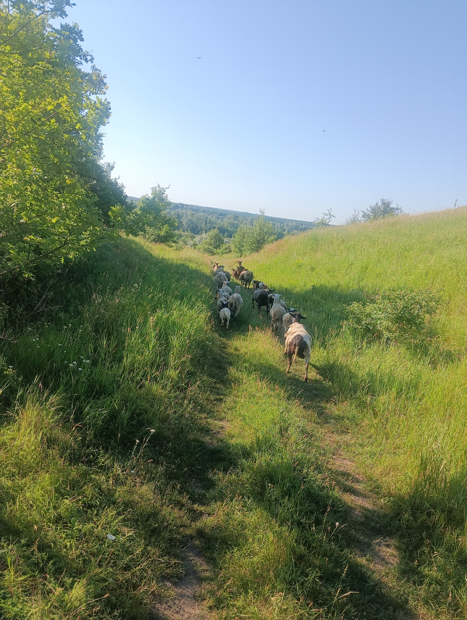 A flock of sheep, interspersed with a few goats, is being herded along a dirt path through a grassy, hilly landscape. The sheep and goats are walking away from the viewer, moving from left to right and into the distance. A figure, presumably a shepherd, is visible on horseback at the head of the flock, though they are partially obscured by the animals. The environment is characterized by lush green grass, with tall trees lining the left side of the path and rolling hills covered in vegetation stretching into the background. The sky is clear and blue, with a bright sun casting shadows across the scene. Two small birds are visible in the sky. The overall impression is one of a pastoral setting on a bright, sunny day.