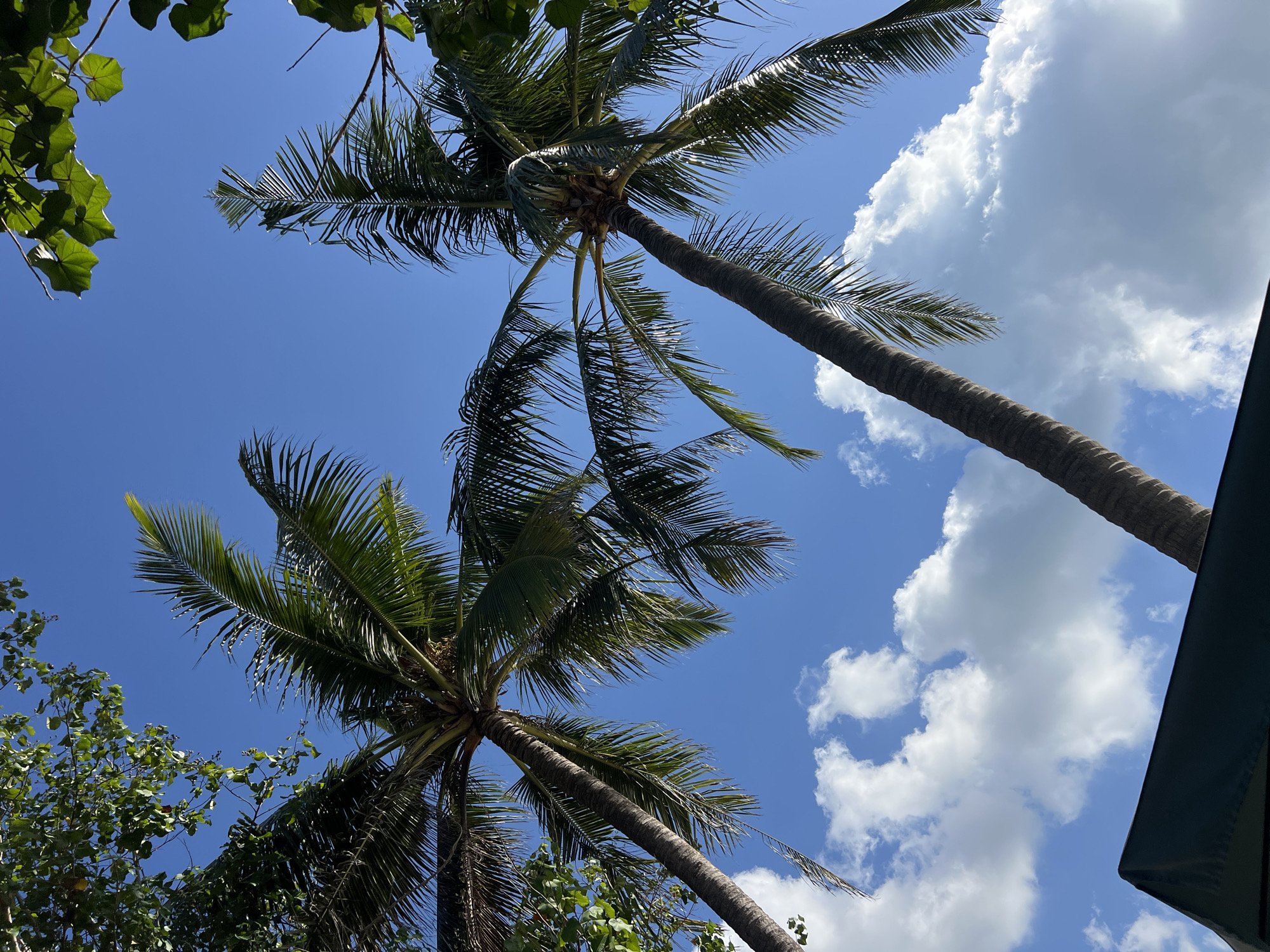 The image shows a low-angle view of two palm trees against a bright blue sky with scattered white clouds. The fronds of the palm trees are green and extend into the frame. In the lower left corner, a dark green awning or canopy is partially visible. The overall scene depicts a tropical or beach environment. The location is identified as Kuta, Indonesia.