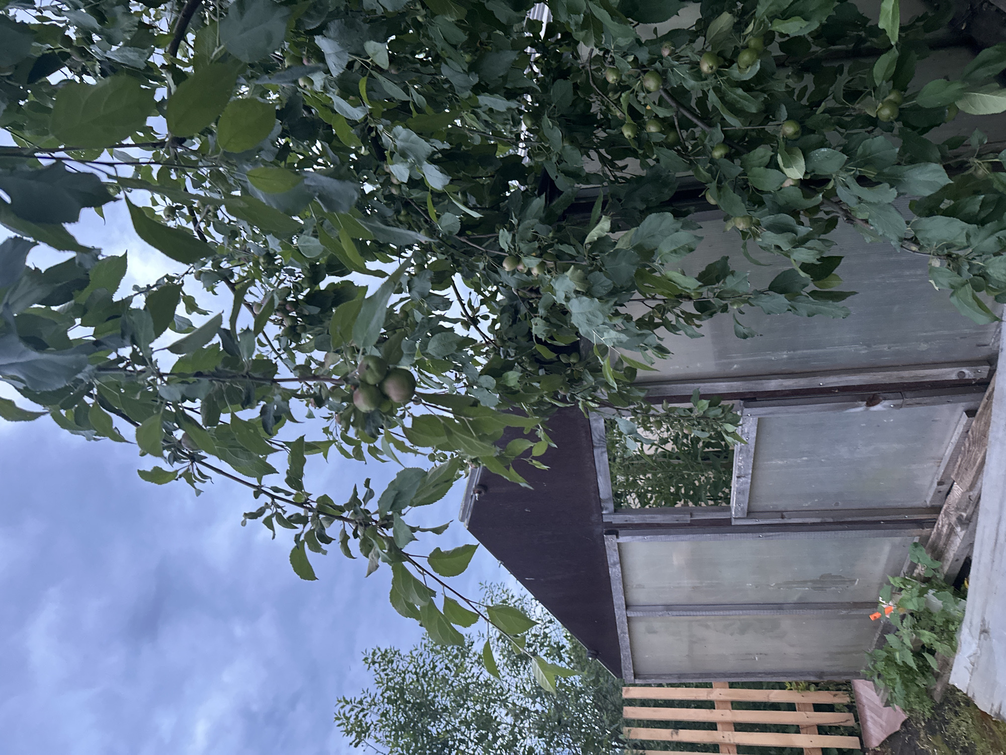 This is a downward-facing, outdoor, eye-level medium shot of an apple tree branch laden with small, green apples. The branches and leaves are dense, with some apples visible among them. The background is a mix of a wooden structure with glass panes, and a cloudy, overcast sky. The wooden structure appears to be part of a greenhouse or shed, with visible wooden framing and translucent panels that obscure what's inside. At the bottom right, a wooden pallet is visible. The image is oriented sideways, as if the camera was tilted significantly.
The overall scene suggests an overcast day in a garden or yard setting, possibly in the late summer or early autumn given the presence of small apples. There are no people visible, and the focus is on the natural elements of the tree and the sky, contrasted with the man-made structure. The lighting is diffused, consistent with cloudy weather. The location context of Sosnovo, Russia, suggests a temperate climate where apple trees are common. No text is visible in the image.