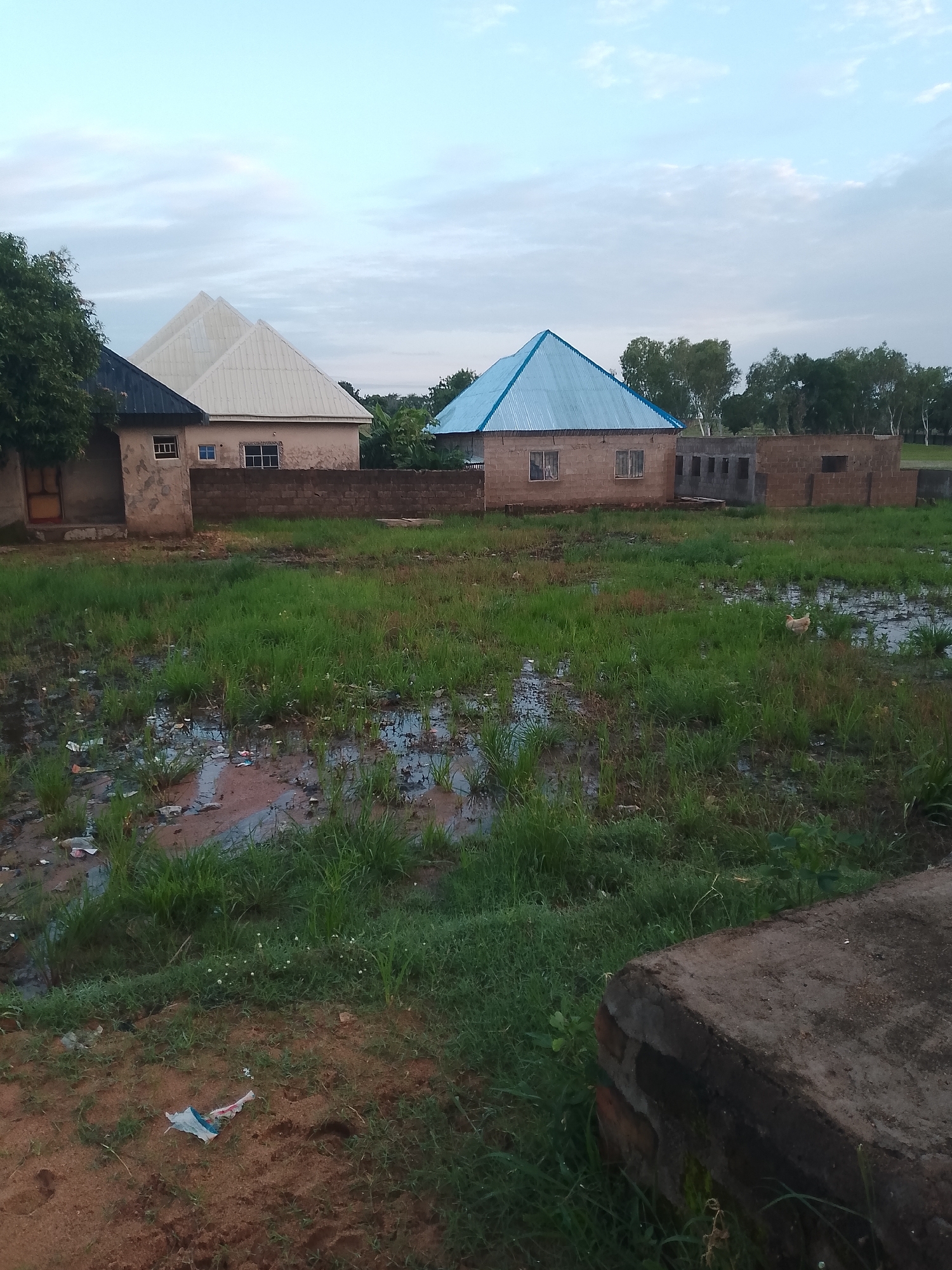 This image depicts an outdoor scene with several houses and a grassy, partially flooded area in the foreground. The houses appear to be in various stages of construction or completion. One house has a white, pitched roof, and another has a bright blue, pitched roof. A low brick wall surrounds some of the structures.
The ground in front of the houses is covered in dense green grass, with several puddles of murky water interspersed. Debris, including plastic bags and other trash, is visible in the flooded areas and on the muddy ground. A single chicken is present in the grassy area, foraging.
The sky is overcast with scattered clouds, suggesting it might be late afternoon or early morning. The overall impression is one of a somewhat neglected rural or semi-urban environment. There is no visible text in the image.