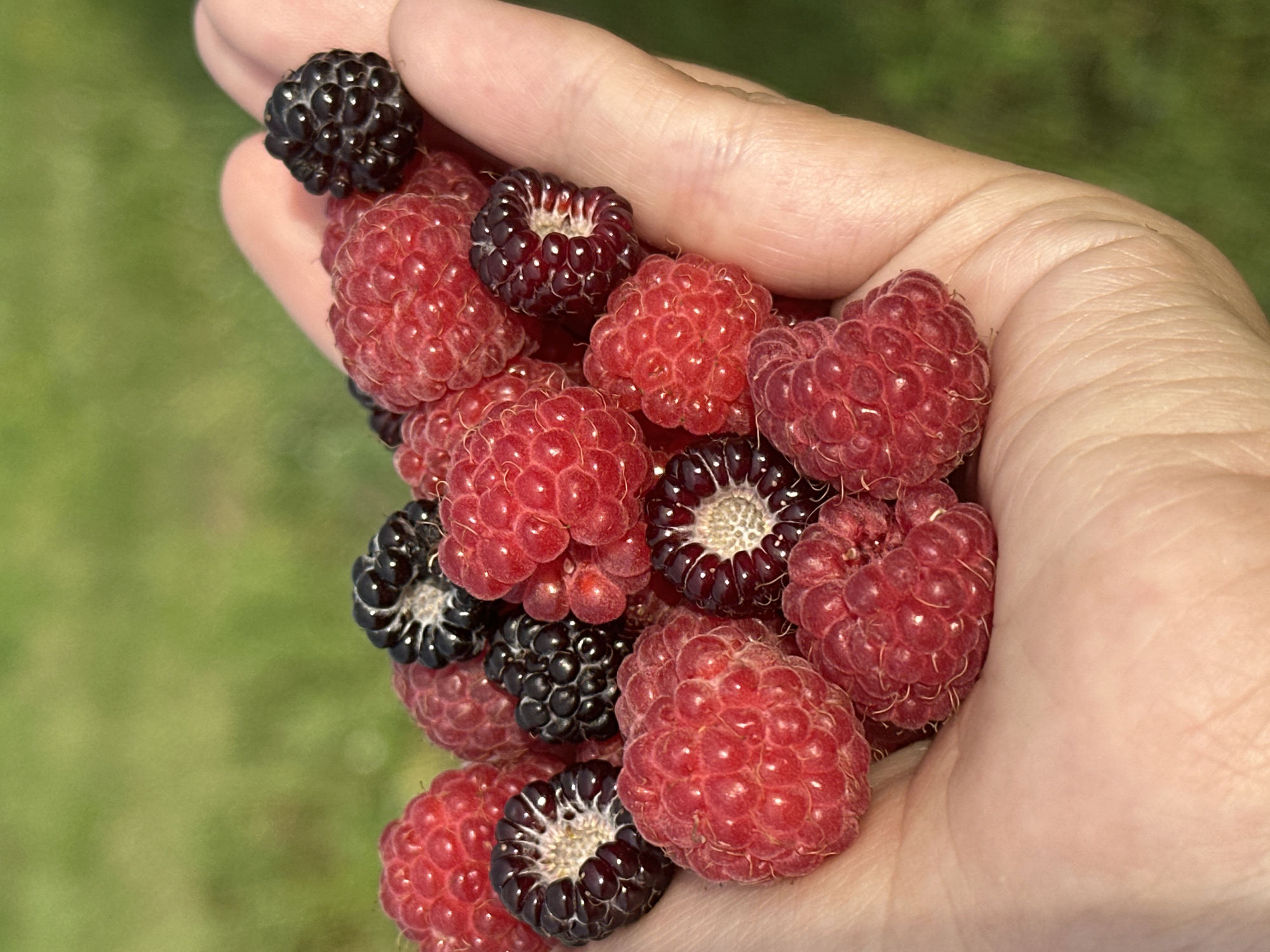 A hand holds a collection of ripe raspberries and blackberries. The berries are a mix of deep red raspberries, some appearing to be a hybrid variety with a darker core, and dark purple to black blackberries. The hand, with visible skin texture and creases, cradles the fruit. The background is blurred, showing a soft green hue that suggests an outdoor setting with foliage, possibly a garden or field. The lighting appears to be natural daylight, casting subtle shadows and highlighting the juicy texture of the berries. The scene evokes a sense of freshness and abundance, likely representing a harvest or a moment of enjoying freshly picked fruit. The location context of Kharnavy, Russia, implies this image might have been taken during the berry-picking season in that region. No text is visible in the image.