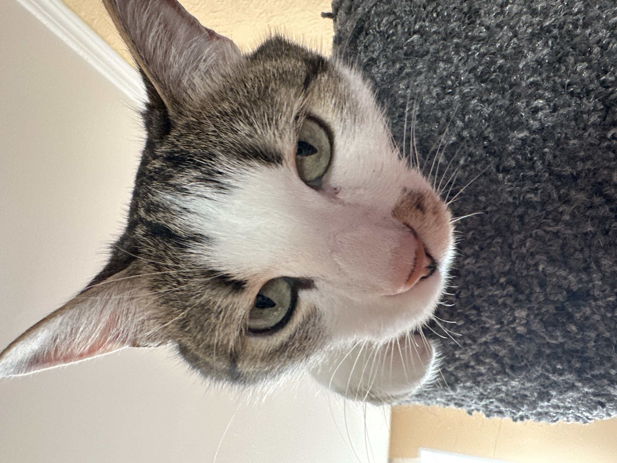 A close-up, slightly distorted, upward-looking photograph of a cat's face. The cat has gray and white fur with pink nose and green eyes. The cat appears to be peering downward, likely from a higher vantage point. The background includes a gray, rough-textured surface, possibly a cat tree or post. A pale wall is visible in the periphery. The location is indeterminable and there is no evidence to suggest it is in Krasnoyarsk, Russia.