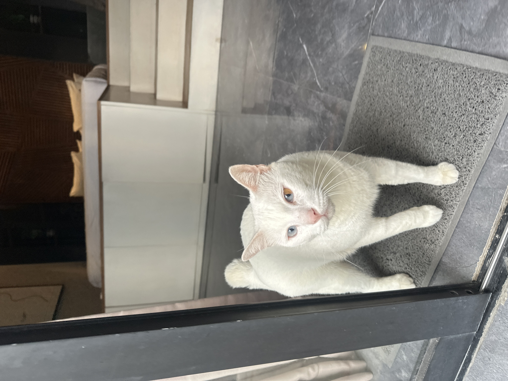 A white cat with heterochromia, one blue eye and one amber eye, stands on a gray doormat in front of a glass door. The cat is facing the camera and appears alert. The background shows a bedroom with a raised bed, white furniture, and wooden wall paneling. The floor is a dark, reflective surface with a marble-like pattern. The scene is indoors, likely in a modern residential setting in North Kuta, Indonesia.