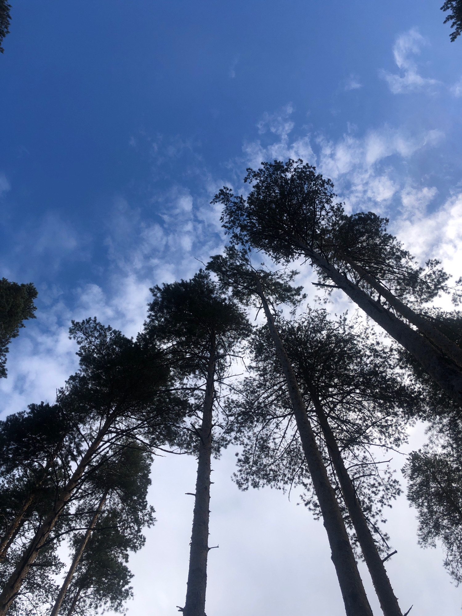 The image captures a low-angle view looking up through a dense forest of tall pine trees against a backdrop of a clear blue sky with scattered white clouds. The trees are silhouetted against the sky, with their dark needles and branches forming intricate patterns. The scene appears to be set in a natural, outdoor environment, possibly a forest or park, and given the specific mention of Arfa, Russia, it is likely a wooded area within or near the city. There are no people or animals visible in the frame. The focus is on the towering trees and the sky above, creating a sense of scale and the vastness of nature. The lighting suggests it is daytime, with sunlight filtering through the clouds and illuminating the sky.