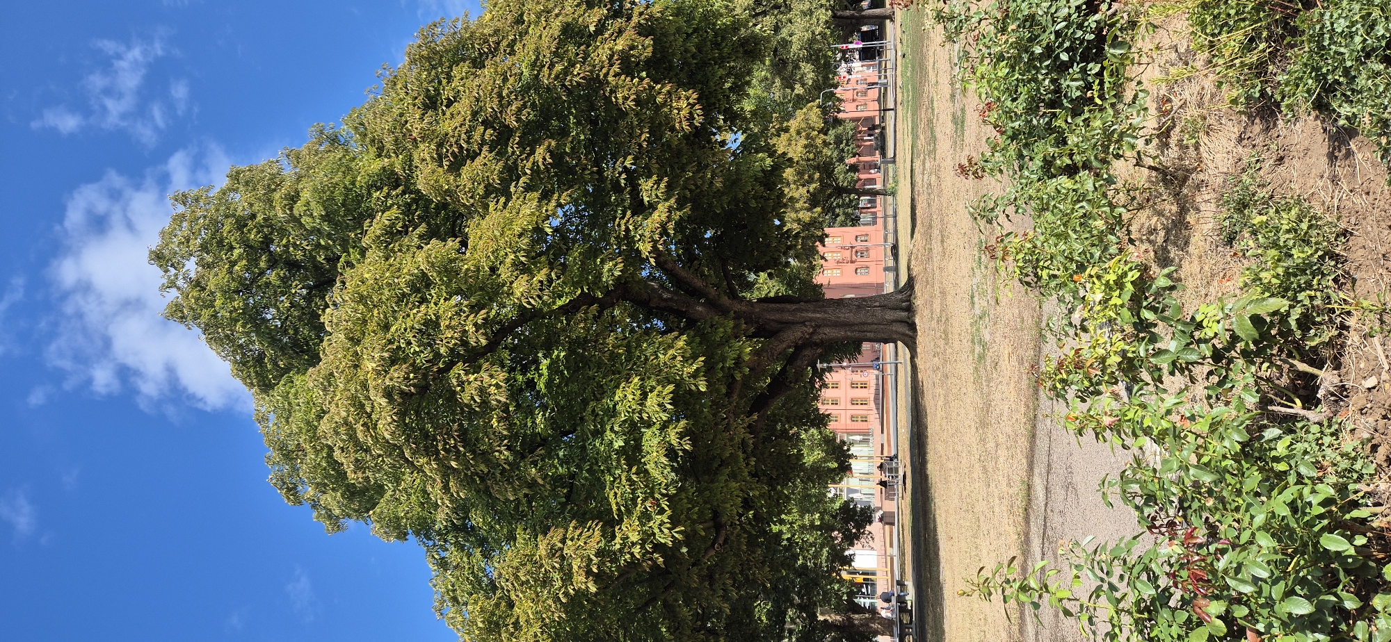 This is a photograph of a park area with a large tree prominently featured in the center. The tree has a thick trunk and a wide, leafy canopy that casts a shadow on the dry, grassy ground. In the background, there are several brick buildings with yellow windows, suggesting an urban setting. There are a few people visible sitting on benches in the distance, and some smaller rose bushes are in the foreground. The sky is clear and blue with a few wispy clouds. This scene is located in the city of Mainz, Germany.