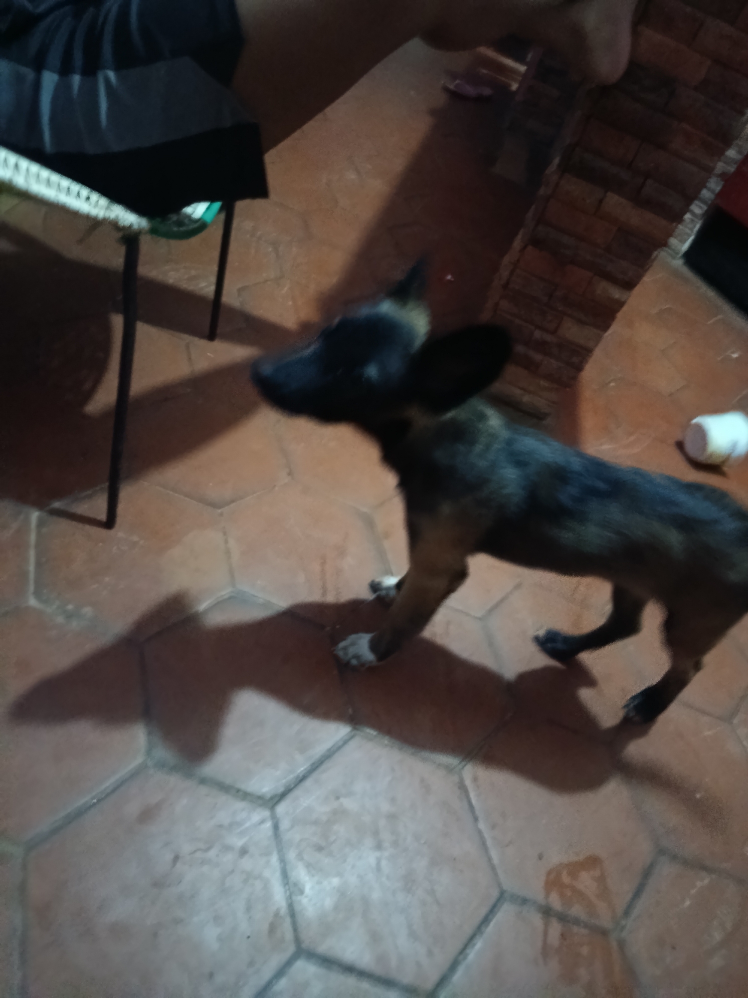 An underexposed, medium-angle, full-body shot shows a brindle-colored dog standing on a tiled floor. The dog is in motion, facing right and looking towards the left, with its ears pointed upwards and its tail held low. Its fur has patches of dark brown, black, and lighter brown markings. The dog is casting a distinct shadow on the floor to its left. In the background, a person's legs, wearing dark pants, are visible, and a table with a woven surface and black legs is partially seen to the left. A brick wall is visible in the upper right corner, and a white cylindrical object is on the floor to the right of the dog. The scene appears to be indoors, possibly a residential setting, in Juan Griego, Venezuela.