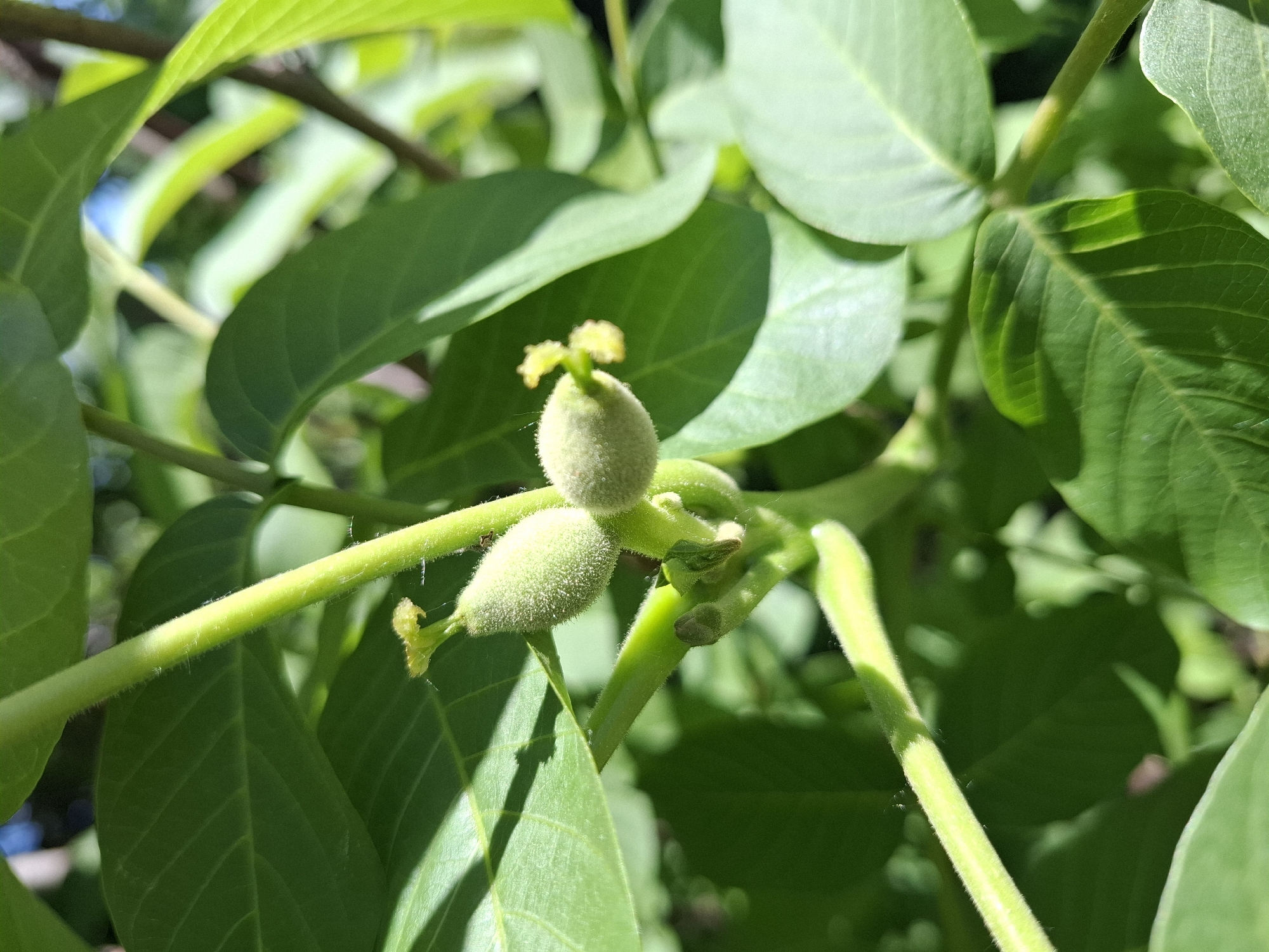 The image depicts a close-up of a walnut tree in its early fruiting stage. Two young, green walnuts are visible, still attached to the tree's branches. The leaves are lush green and provide a backdrop for the developing nuts. Fine hairs are visible on the stems and the surface of the walnuts. The location is Khlevnoye, Russia.