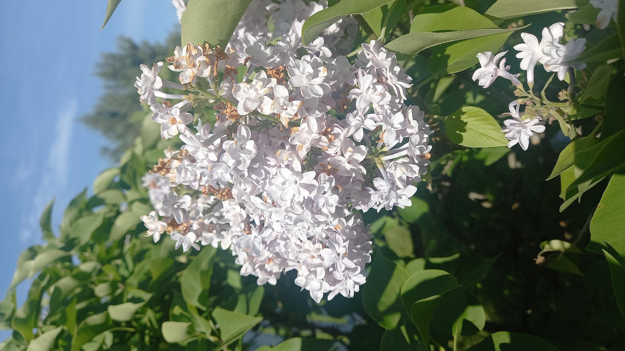 A close-up vertical image displays a cluster of light purple and white lilac blossoms (Syringa vulgaris) in the city of Onufrievo, Russia, illuminated by direct sunlight. The central and upper sections of the floral cluster show evidence of browning and desiccation on several individual florets. Vibrant green, ovate leaves partially frame and intersperse with the lilac flowers. The background consists of a clear, bright blue sky in the upper right quadrant, with blurred dark green arboreal foliage visible in the mid-ground. The lower background is largely obscured by dense, shadowed green foliage. No human figures or discernible objects other than the flora are present in the frame.