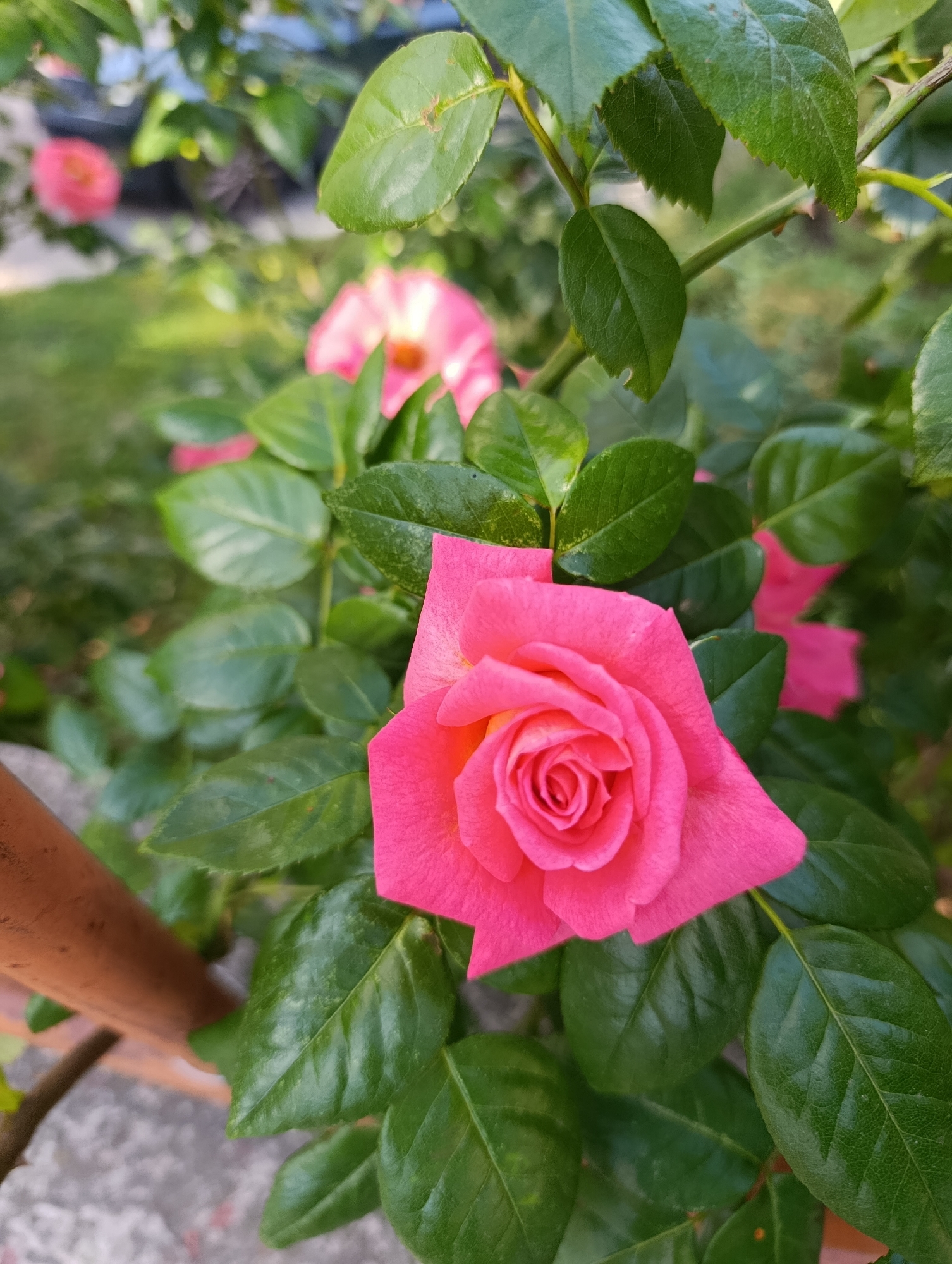 A close-up, eye-level shot captures a vibrant pink rose in full bloom, its petals unfurling to reveal a delicate center. The rose is nestled amongst lush, dark green leaves, some of which show minor imperfections. In the background, several other blurred pink roses and greenery suggest a garden setting. To the left, a portion of a reddish-brown wooden stake or fence post is visible, with a textured grey surface beneath it. The overall impression is one of natural beauty and tranquility. This image was taken in Doslidne, Ukraine.