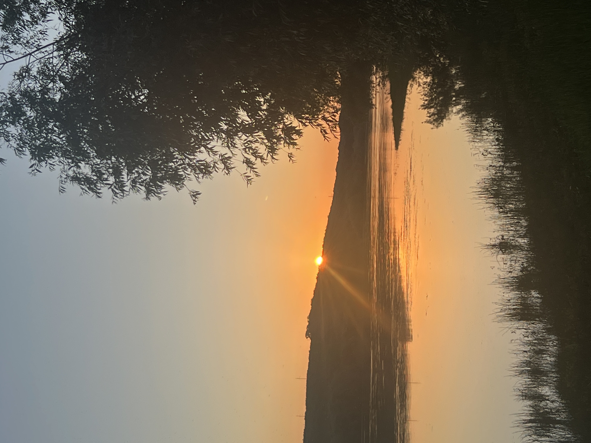 This is a photograph of a sunset over a body of water. The sun is low on the horizon, casting a warm orange glow across the sky and reflecting on the water. A tree with dark foliage is visible in the foreground on the right side of the image, partially obscuring the view of the water and the landscape beyond. The opposite bank of the water features a sloping hill, silhouetted against the bright sky. Reeds or tall grasses are growing along the water's edge in the foreground, adding texture to the scene. The sky transitions from a pale blue at the top to a warm orange near the horizon. The photograph appears to capture a serene natural landscape. The location in Dubăsari town council, Moldova, suggests this is likely a view of the Dniester River at sunset.