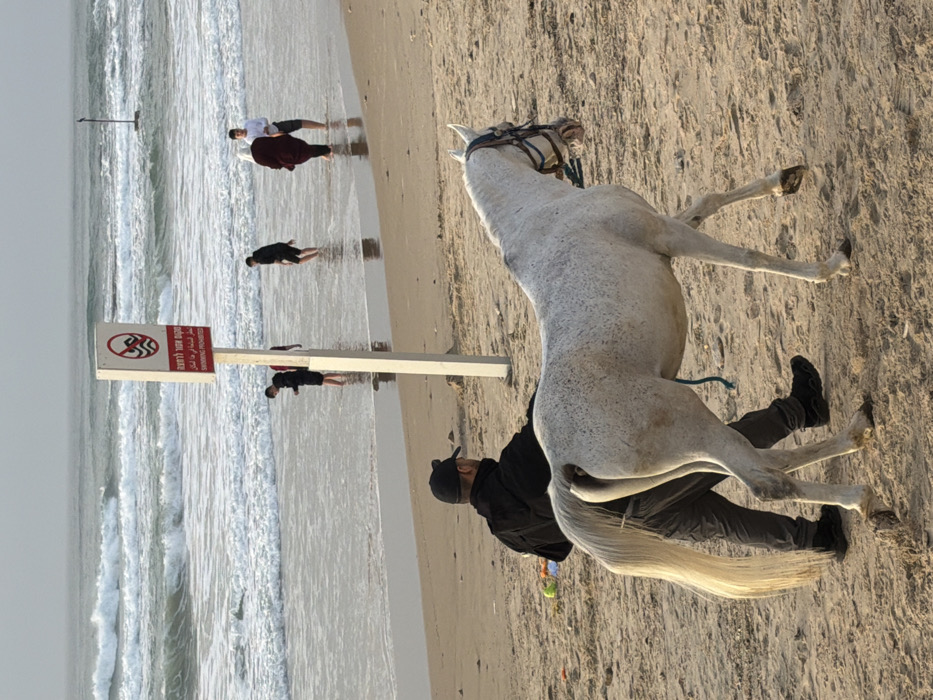 A rearing white horse dominates the scene, its forelegs lifted, with a man in black standing near its rear. The background shows a beach with several people near the water's edge. A sign is prominently displayed near the shoreline. The beach stretches into the distance, meeting the ocean waves under an overcast sky.