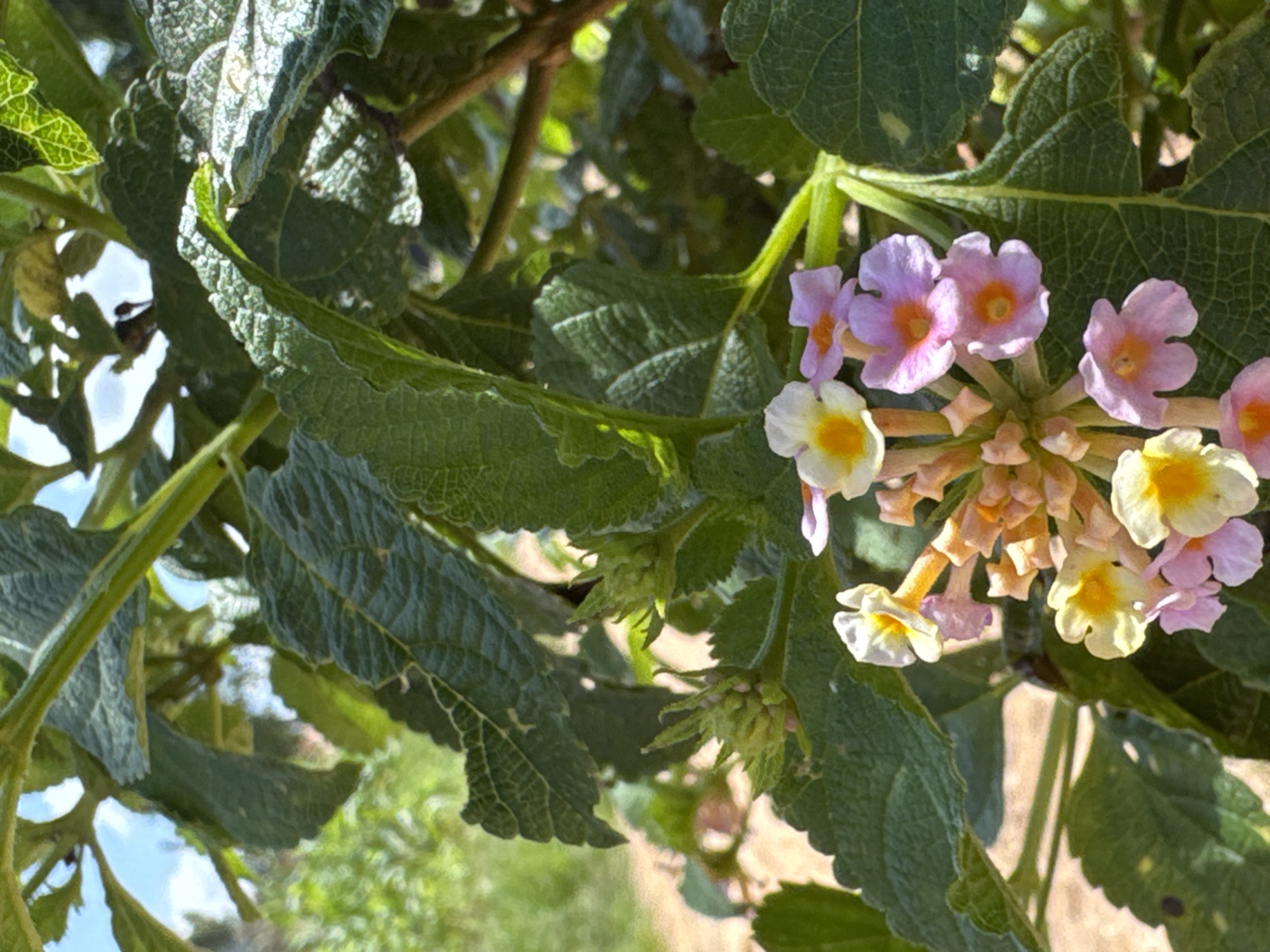 A close-up, eye-level shot showcases a cluster of small, vibrant flowers, predominantly in shades of pink and yellow, with some tinges of orange. The flowers are intricately detailed, with delicate petals and visible stamen. They are set against a backdrop of lush, dark green foliage, characterized by textured leaves. The sunlight highlights the leaves, creating a dappled effect. In the blurred background, hints of a sandy or earthy ground and a bright, sunny sky can be discerned. The overall impression is of a natural, outdoor setting, likely a garden or a wild patch of vegetation. The scene is static, with no discernible activity or interaction.