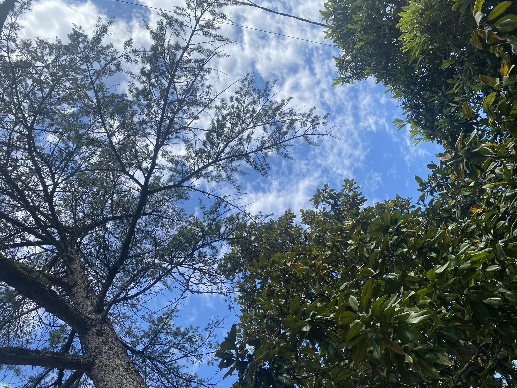 The image captures an upward perspective of a bright blue sky, partially obscured by the canopies of two distinct types of trees, characteristic of the subtropical climate of Sochi, Russia.
On the left side, a large tree with a prominent, textured, grey-brown trunk extends upwards. Its branches, covered in sparse, needle-like foliage, likely indicating a conifer such as a pine or cypress, spread across the upper left and central portions of the frame.
On the right, a different tree species dominates with dense, luxuriant clusters of large, glossy, dark green, broad leaves. This evergreen tree, possibly a magnolia or similar, fills the entire right side of the image, with some leaves exhibiting hints of lighter green or yellowish tones.
The sky itself is a vibrant blue, adorned with numerous scattered, fluffy white stratocumulus clouds, suggesting a clear and pleasant day. A thin, dark utility line, likely a power or telephone cable, stretches horizontally across the upper central area of the sky, between the two tree types. The lighting indicates it is daytime, likely late morning or early afternoon, with abundant sunlight. No human activity or visible text is present in the scene.
