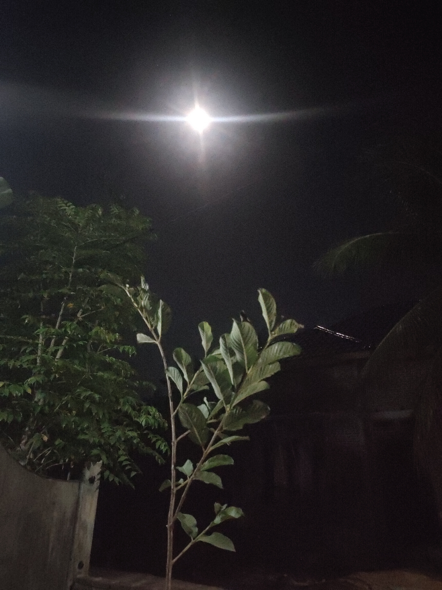 The image shows a night scene in Rayeukmatangkuli, Indonesia. A bright light source, possibly the moon or a street lamp, illuminates the dark sky. In the foreground, there are two trees. The tree on the left is fuller, with many leaves. The tree on the right is a sapling. Behind the trees are the roof lines of structures, and palm leaves are visible on the right. A cement wall is to the left.