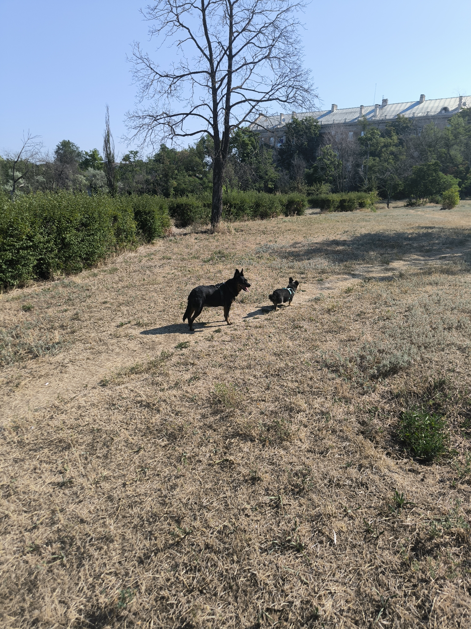 Two dogs are in a dry, grassy park area with sparse trees. A large, bare-branched tree is to the left of the frame. In the background, a long, multi-story building with a gray, tiled roof and many windows is visible, partially obscured by green trees. The sky is clear and blue. The location is identified as Mykolaiv, Ukraine.