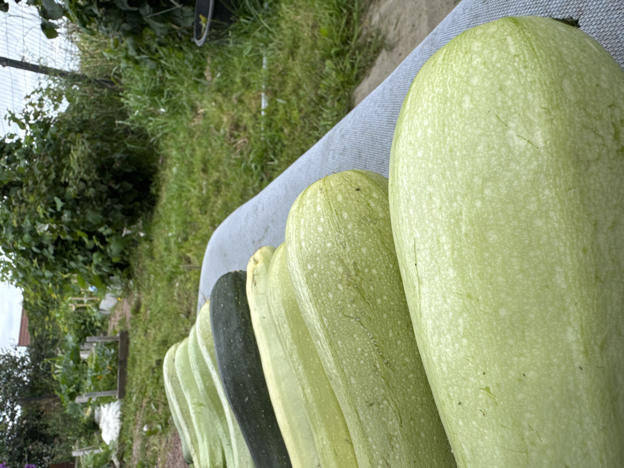 In Kempelevo, Russia, a close-up shot features a row of harvested zucchini laid out on a grey cloth on a table. The zucchini are light green and pale yellow, with one dark green zucchini near the back of the row. Behind the table, a garden is visible with green grass, leafy plants, and a wooden fence. The sky above is overcast.