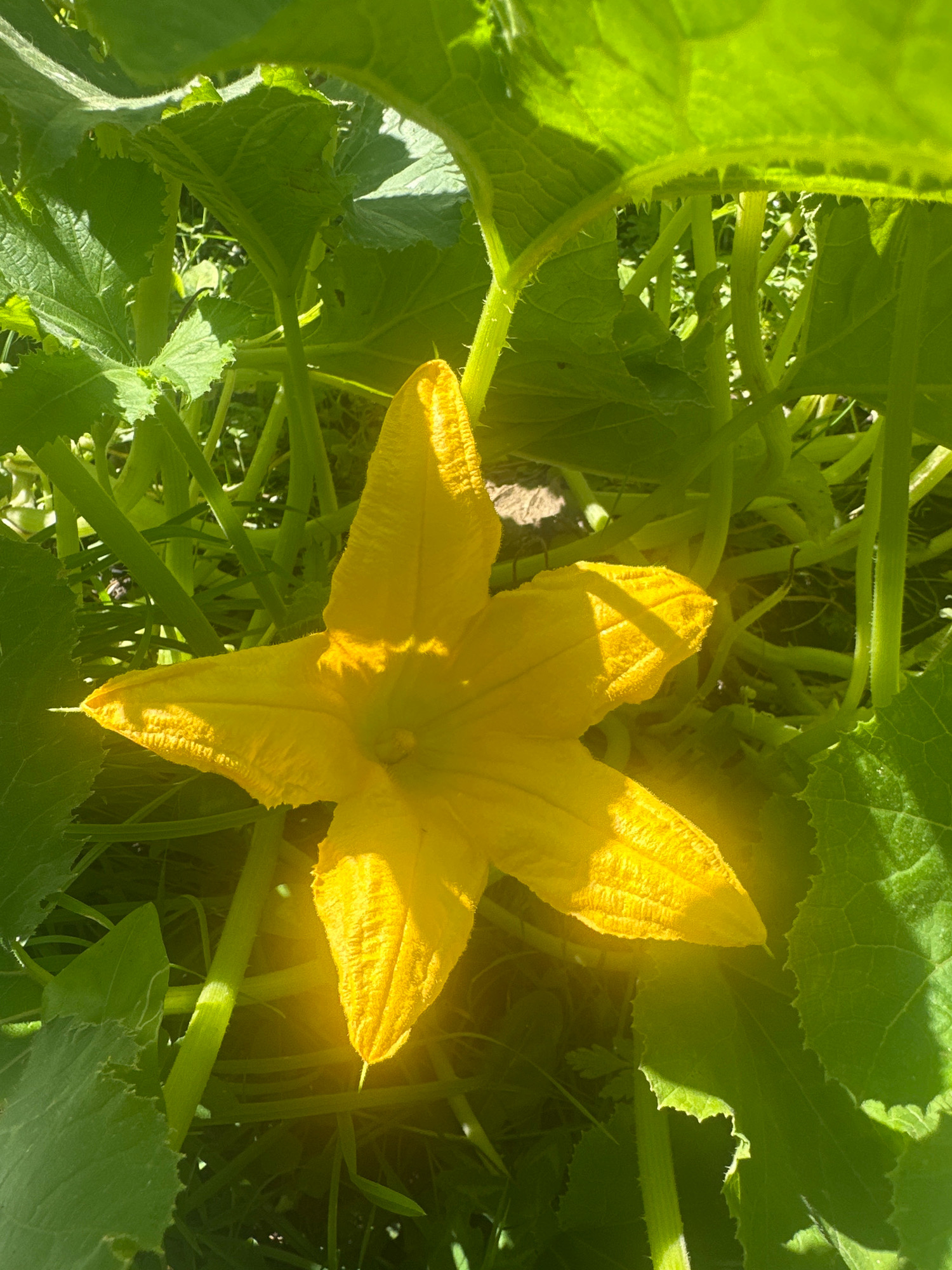 A bright yellow squash flower, with five pointed petals, blooms amidst lush green foliage. The flower is the central focus of the image, its petals slightly textured and catching the sunlight. Surrounding it, various shades of green leaves and thick stems create a dense, natural environment. The lighting suggests it is daytime, with sunlight filtering through the leaves, casting dappled shadows and creating a warm glow around the flower. The background is a blur of green, indicating a garden or natural outdoor setting. No people are visible in the image. The scene depicts a close-up view of a single blooming squash flower in Dilijan, Armenia, surrounded by its own leaves and stems, suggesting a flourishing plant in a garden.