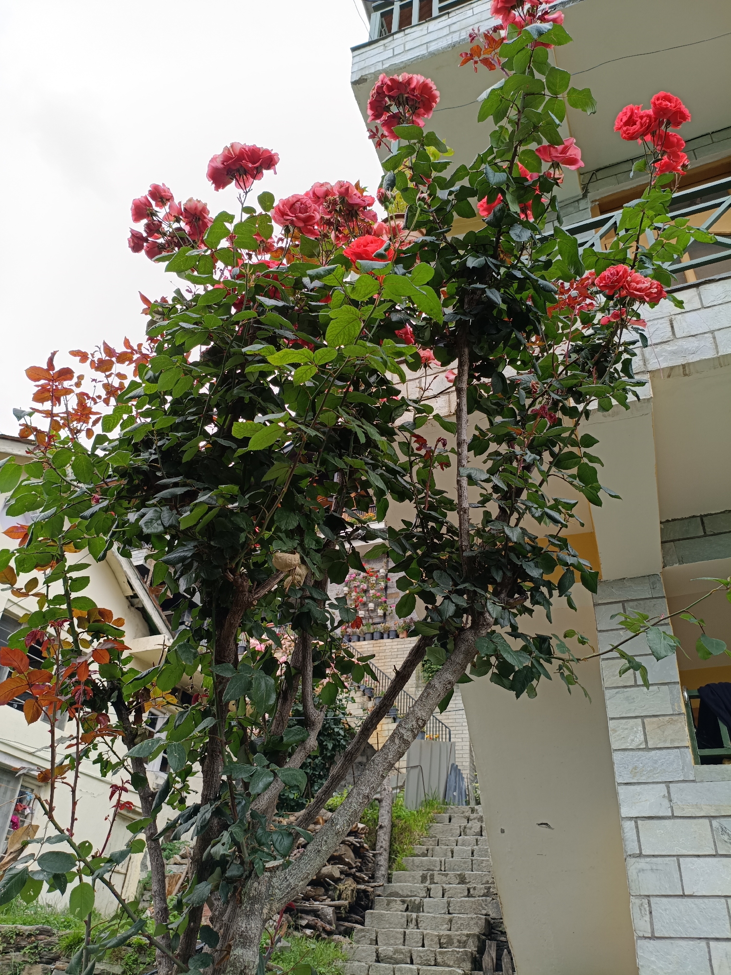 A close-up, low-angle shot focuses on a vibrant rose bush in bloom, its branches reaching towards a cloudy sky. The bush, laden with clusters of red and pink roses, is positioned in front of a pale yellow building constructed with light gray stone bricks. To the right, a narrow, outdoor staircase made of stone steps ascends along the side of the building. The environment appears to be residential, with hints of other buildings and greenery visible in the background. The image is taken in Vashisht, India.