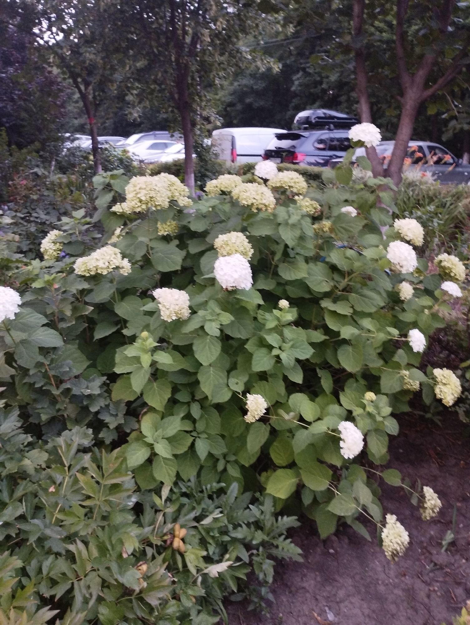 The image captures a close-up view of a large hydrangea bush with numerous clusters of white and pale yellow flowers, set against a backdrop of trees and parked cars. The foreground is dominated by the lush green foliage and blossoms of the hydrangea. Behind the bush, several trees are visible, their branches and leaves creating a textured canopy. In the background, a line of cars is parked, suggesting an urban or suburban environment. The cars appear to be a mix of sedans and SUVs, with some having roof racks. The overall lighting suggests it might be overcast or late in the day. The scene appears to be located in a garden or a public space within the city of Velykodolynske, Ukraine, where such plantings and parked vehicles are common. There are no people visible in the image, and the focus is on the natural elements and the surrounding urban infrastructure.