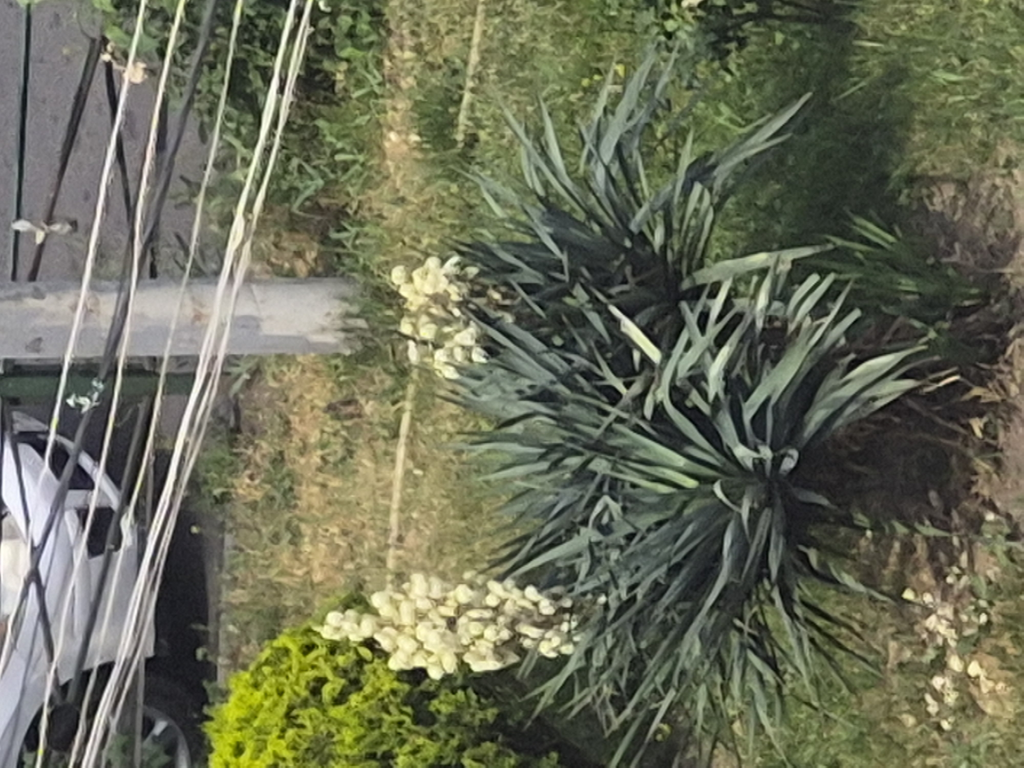 The image shows a plant with long, spiky, green leaves and a tall stalk of white flowers. In the background, there are power lines strung between poles, and a blurry white object that appears to be part of a vehicle. The plant is situated in a grassy area with some brown patches of dry grass. A brightly colored green bush is visible to the left of the plant. The overall scene is outdoors, with elements suggesting an urban environment, specifically Yerevan, Armenia, due to the presence of utility poles and power lines commonly found in the city.