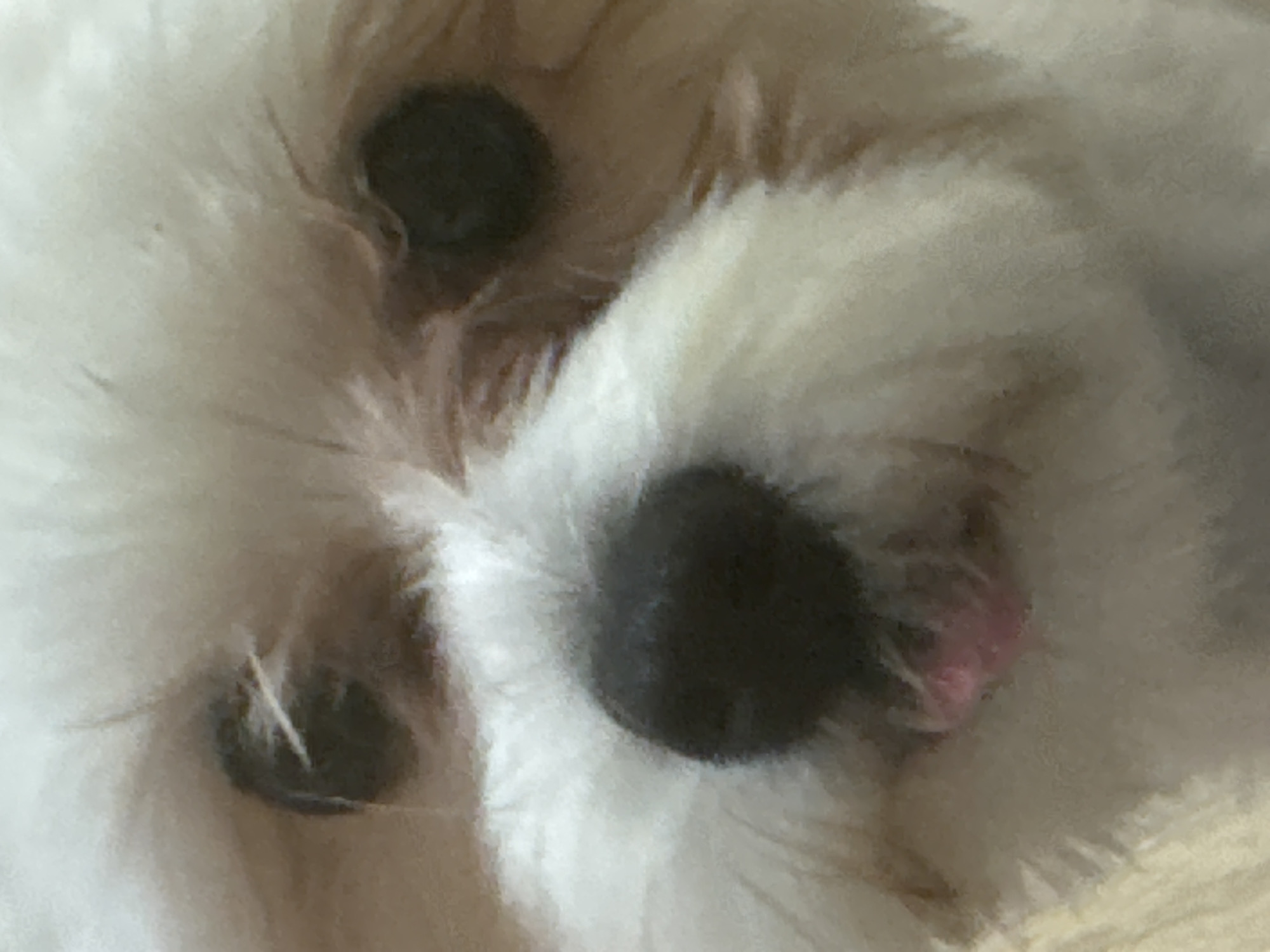 A close-up, eye-level shot shows the face of a white Shih Tzu dog. The dog's dark nose is prominent, with a small pink tongue peeking out from its mouth. The dog's eyes are dark and round, and its fur is white and fluffy. The background is out of focus, but appears to be a neutral color. The image is likely from Mikhaylovsk, Russia, as indicated by the provided context.