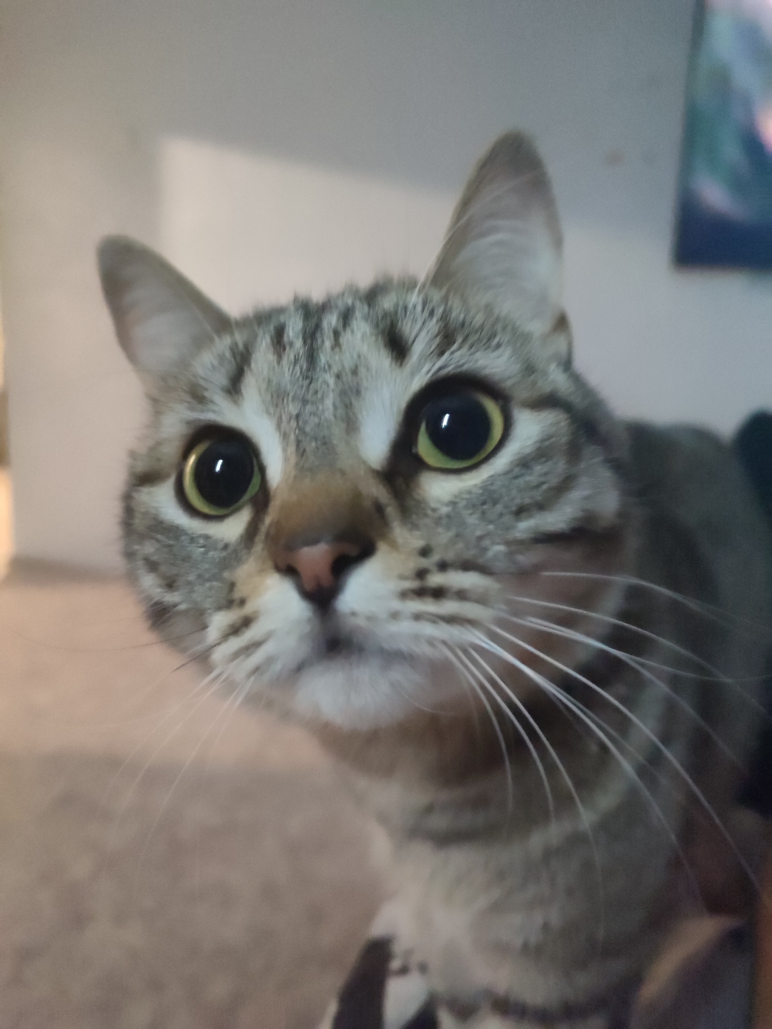 The close-up image features a tabby cat with striking green-yellow eyes and large, dilated black pupils, suggesting alertness or low light. The cat's fur is a mix of grey, brown, and black stripes, with white fur visible around its muzzle and chin. Its nose is pink. Long, prominent white whiskers extend from its face. The cat is looking directly towards the viewer with an attentive and curious expression, and its head is slightly tilted.
The setting appears to be indoors. The background is softly blurred, indicating a shallow depth of field with the cat's face in sharp focus. The background consists primarily of light-colored walls or surfaces, with a darker, blurry area to the right, which hints at a screen (possibly a television or computer monitor) displaying abstract, colorful shapes. No specific time of day is evident, but the indoor lighting seems soft. There is no visible text in the image.