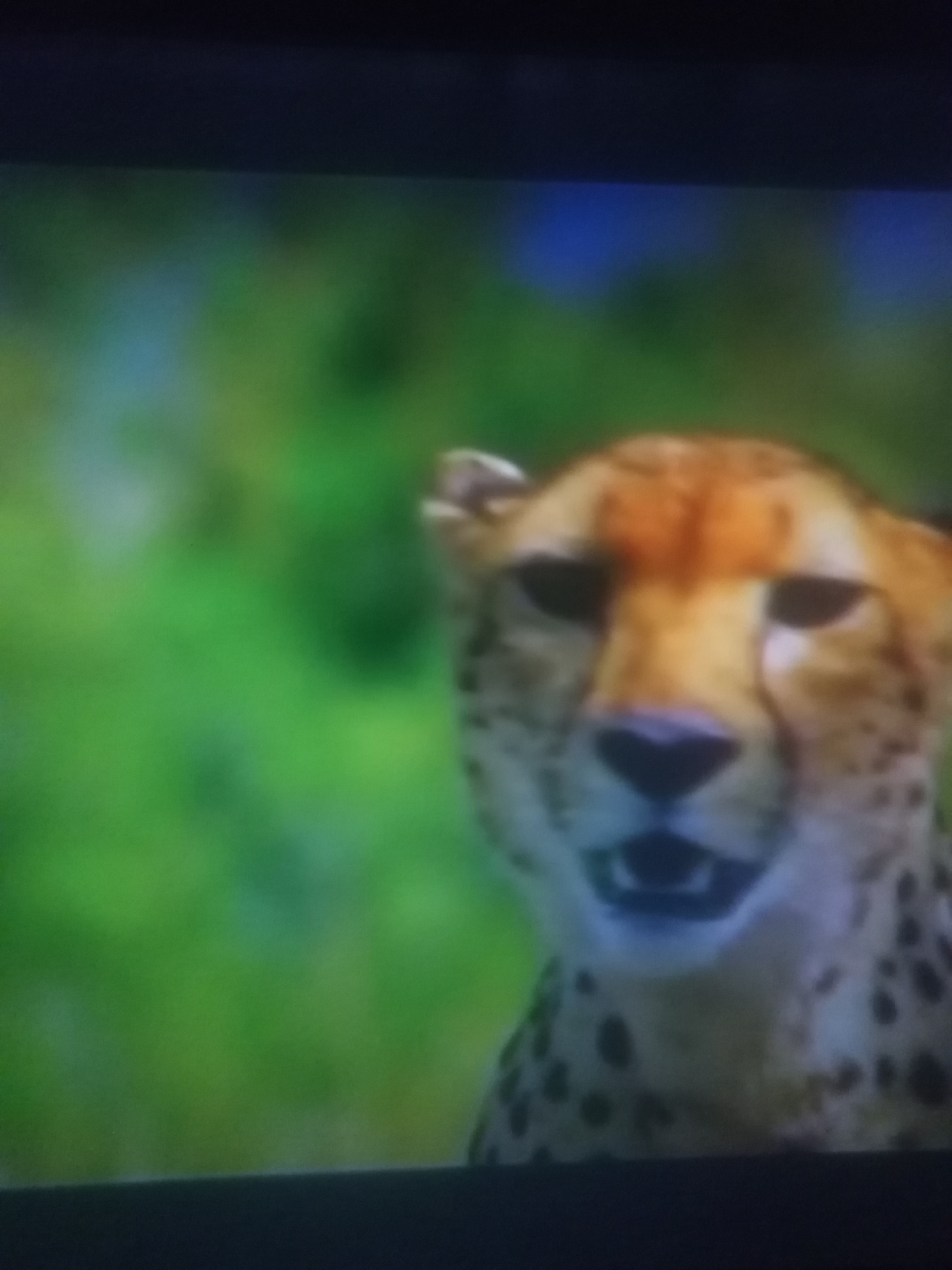 A close-up, slightly blurry image shows a cheetah's face. The cheetah is positioned in the center-right of the frame, with its head facing the camera. Its fur is tan with dark spots, and its eyes are dark. The cheetah's mouth is slightly open, revealing a dark interior. The background is a blur of green and blue, suggesting foliage and possibly a sky. The bottom of the image has a dark, horizontal band, likely the edge of a screen or frame. The location is Unknown, Unknown.