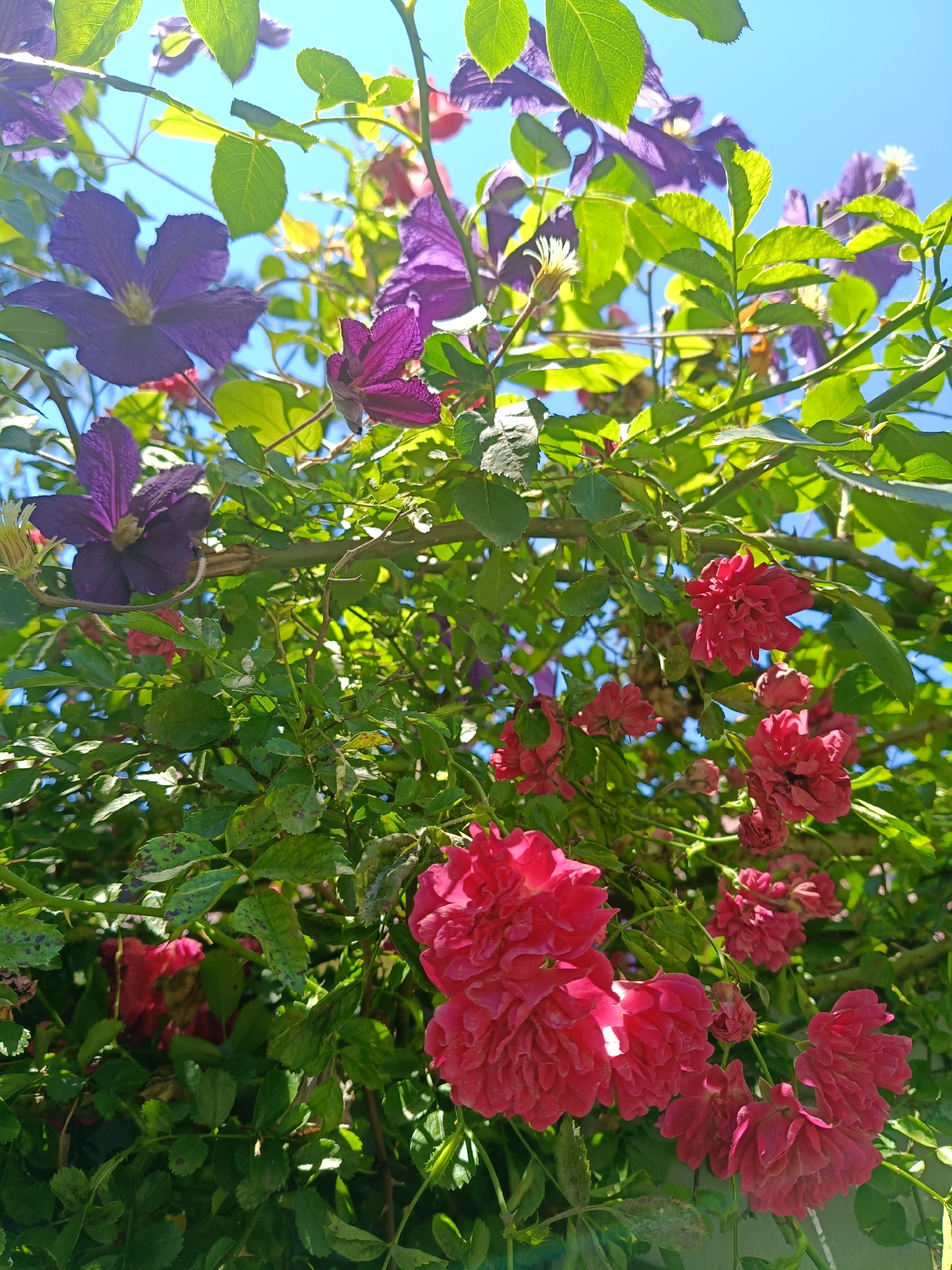 The image captures a close-up view of a vibrant climbing plant with a mix of purple clematis and pink roses, set against a clear blue sky. The foreground features several clusters of densely petaled pink roses, some fully bloomed and others in bud, interspersed with abundant green foliage. In the upper portion of the image, striking purple clematis flowers with delicate petals are visible, some appearing slightly wilted. The sunlight filters through the leaves, creating dappled light and highlighting the textures of the flowers and foliage. The overall impression is one of a lush, overgrown garden or trellis. This scene is likely found in a garden setting, possibly in a park or private residence within the city of Sochi, Russia, given the climate that supports such flowering plants. There are no people or animals present in the image, and no actions or interactions are depicted. The environment is natural and botanical.