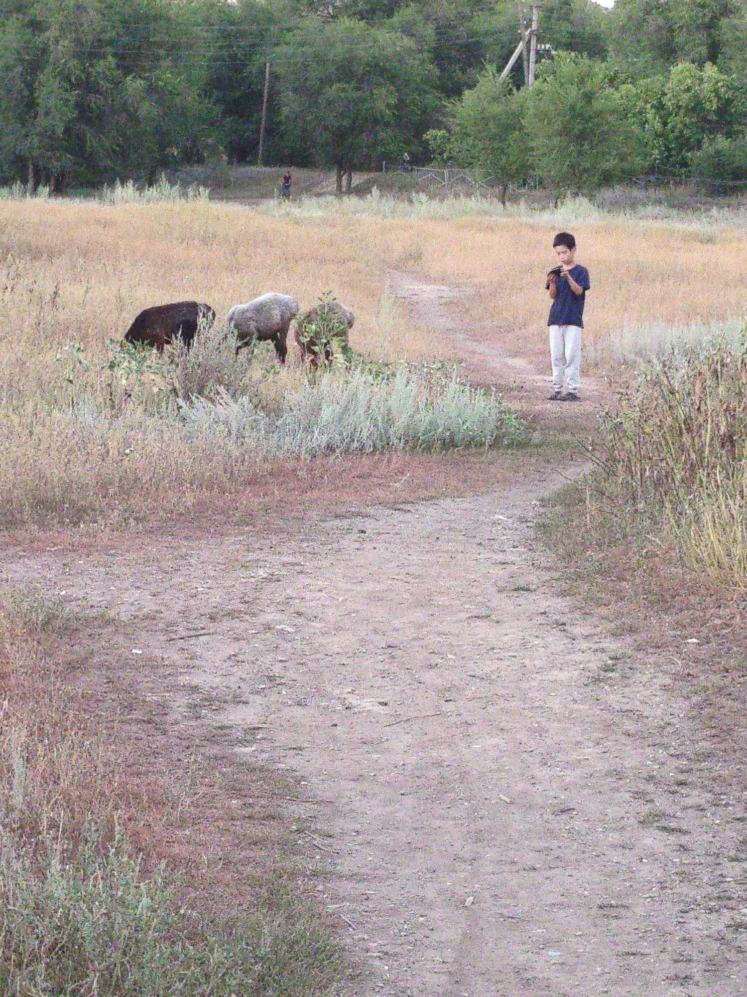 A young boy, dressed in a dark blue t-shirt and light-colored pants, stands in a grassy field. He appears to be holding a dark object in his hands. In the background, three sheep are grazing in the field, one black and two lighter colored. A dirt path leads through the field, and a line of trees forms the backdrop. The scene is set in a natural, outdoor environment, likely in the city of Aktobe, Kazakhstan.