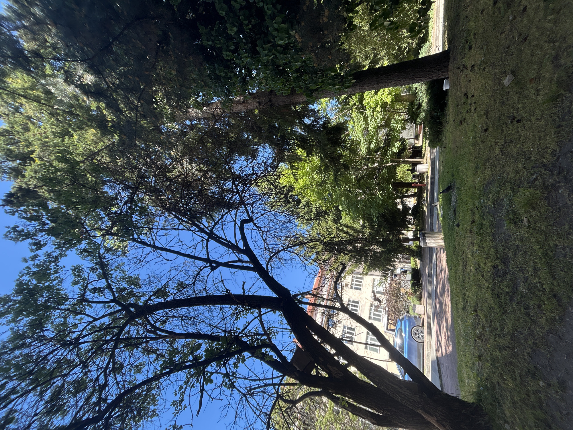 The image depicts a street scene in Sofia, Bulgaria. In the foreground, a large tree with bare branches reaches toward a clear blue sky. The background shows a sidewalk lined with trees and grass, leading to a building with white walls and numerous windows. A blue car is parked along the sidewalk. There is a bird on the sidewalk ahead of the blue car.