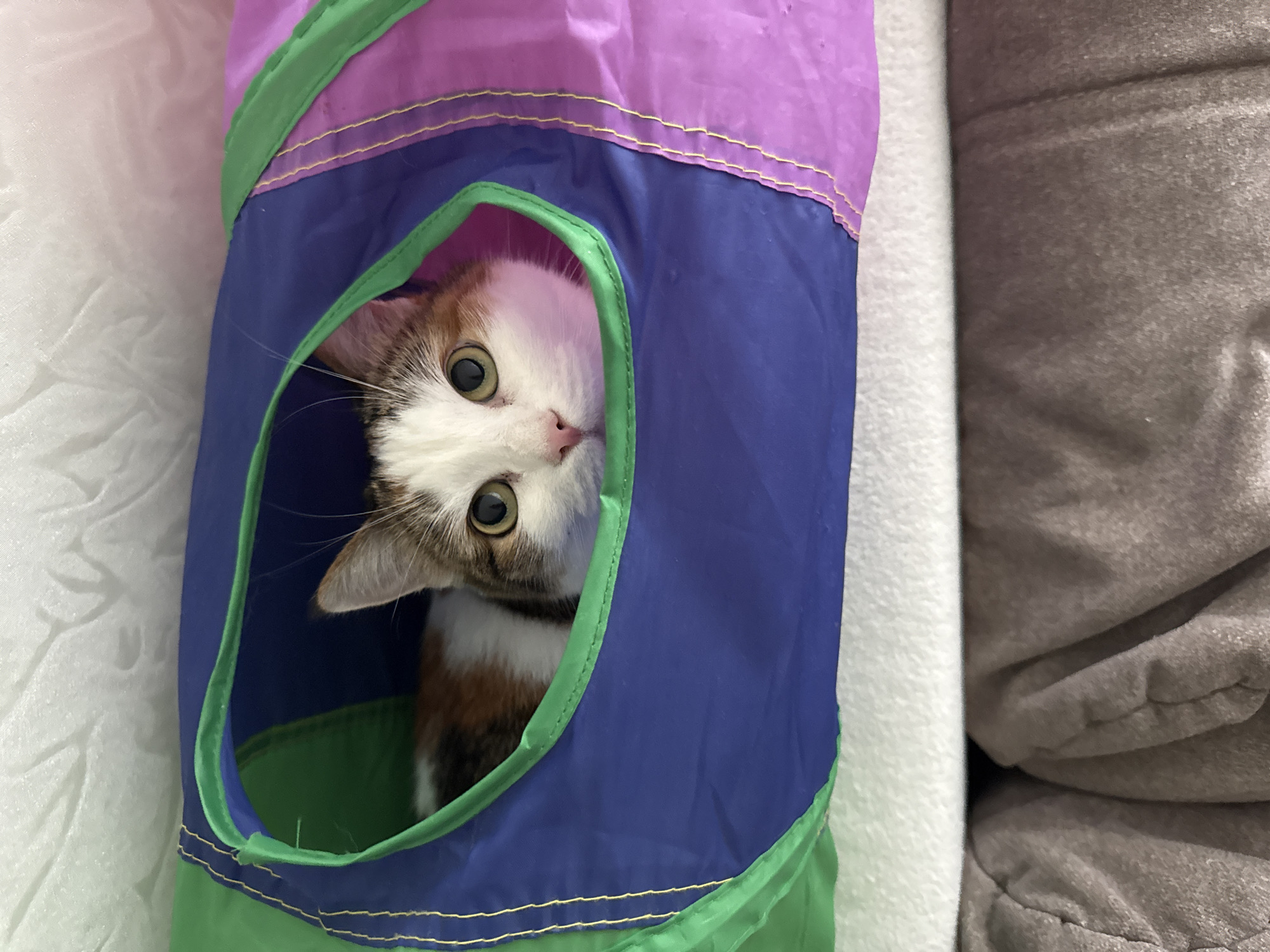 A calico cat peeks out of a colorful cat tunnel. The tunnel has sections of green, blue, and purple fabric, with yellow stitching. The cat has white fur with patches of orange and black. Its eyes are wide and green. The cat tunnel is placed on a surface covered with white and gray fabric. The background is out of focus, but appears to be a textured surface. The image is taken from a slightly elevated angle. There is no visible indication of the cat's location in Kushva, Russia.