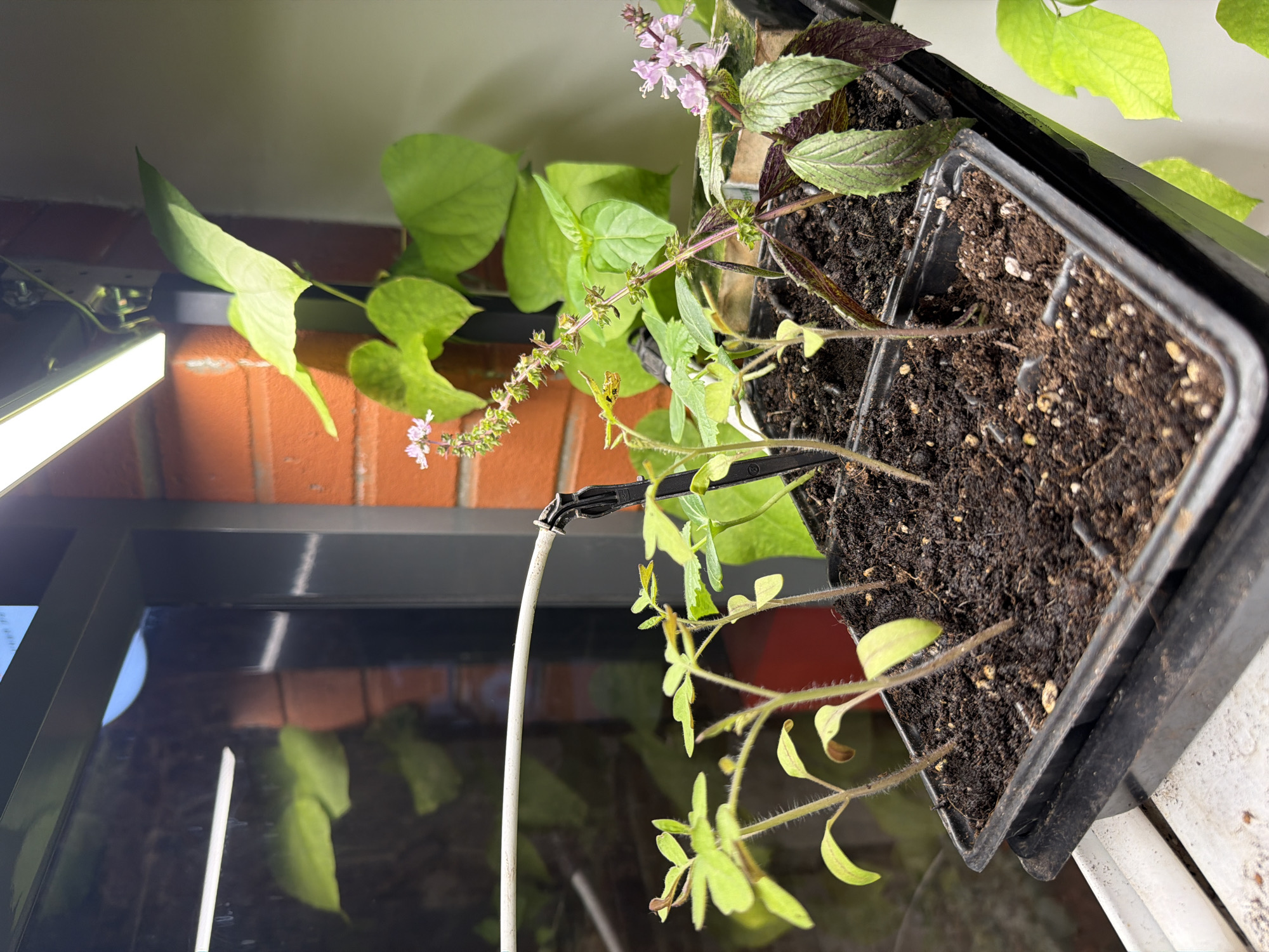 The image shows a close-up view of several small plants in black plastic seedling trays, placed on a white windowsill. The plants are under a bright LED grow light, which is positioned overhead. In the background, there is a brick wall and a window reflecting greenery. One of the plants has small pink flowers. This scene is consistent with indoor plant cultivation, likely in an urban setting, but without further context, the specific location within Saint Petersburg, Russia cannot be determined.