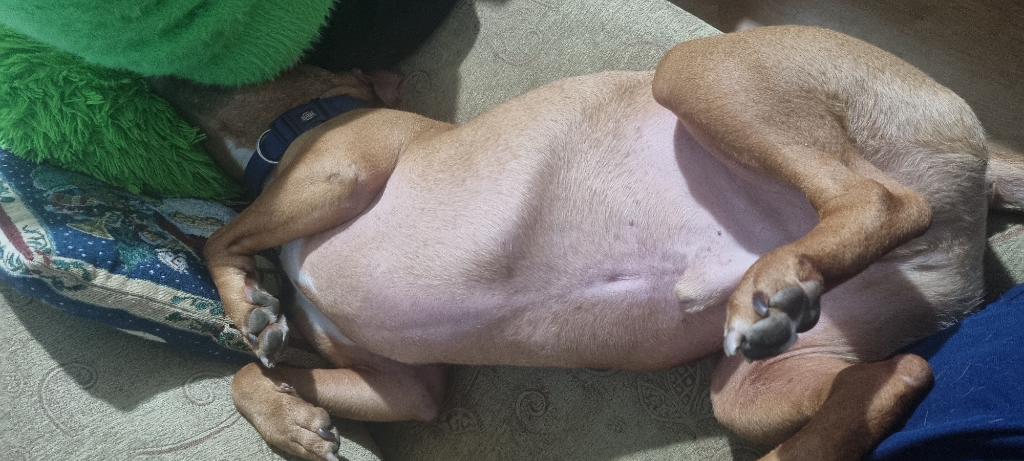 A tan dog with a large belly lies on its back on a patterned couch with a green fuzzy item and a blue patterned pillow nearby. The dog wears a blue collar. The environment appears to be indoors. The location is not specified.