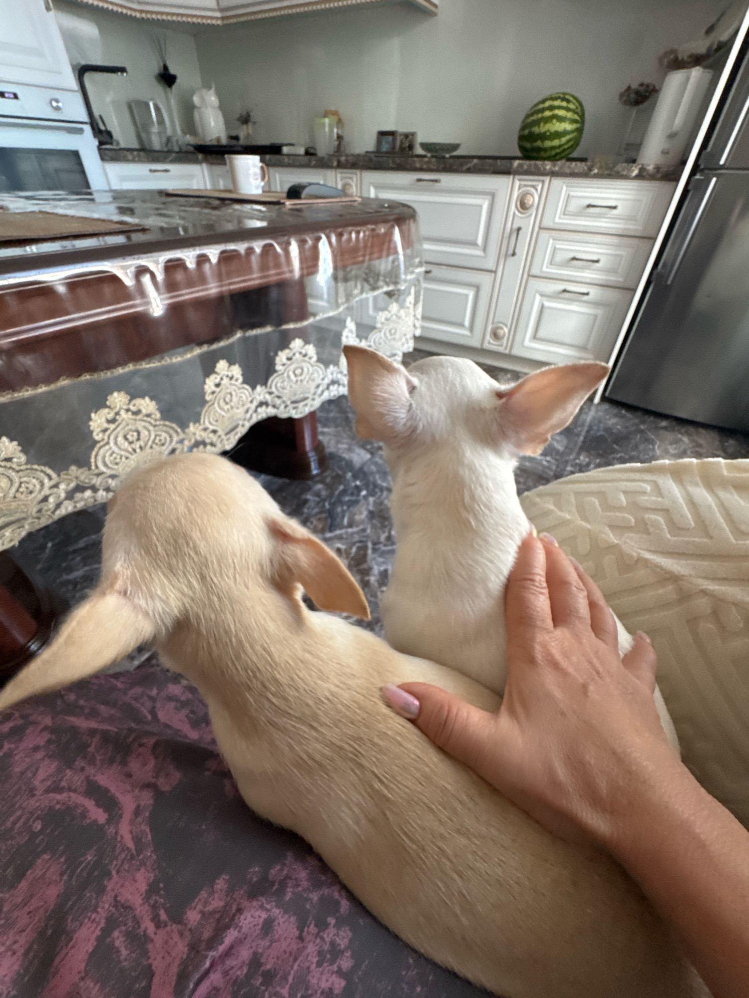 This is a medium shot, eye-level interior scene, likely a kitchen, as suggested by the presence of cabinets, countertops, a sink and faucet, and a refrigerator. In the foreground, two small dogs, likely Chihuahuas, are partially visible. One dog, a light tan color, is in the lower left quadrant of the image, facing away from the camera. Another dog, white in color, is in the center, also facing away from the camera. A person's hand, with fingernails painted a light pink, is resting on the white dog's back. The hand is positioned in the upper right quadrant of the foreground. In the background, a dining table covered with a plastic tablecloth is visible. Further back, kitchen cabinets and a countertop with a watermelon, a white kettle, and other items are seen. The overall scene depicts a relaxed, domestic moment. There is no information in the image that would allow for identification of the city of Novosibirsk, Russia.