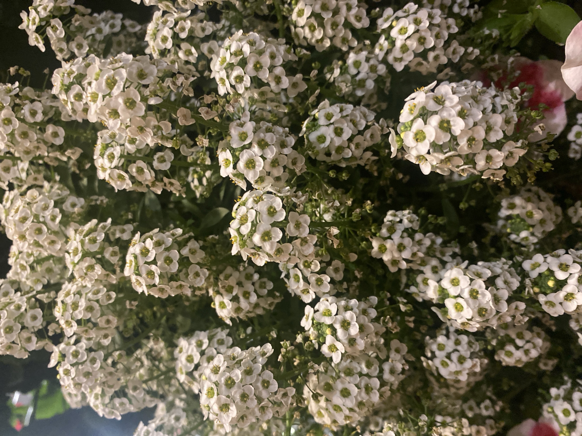 A close-up, overhead shot showcases a dense cluster of small white flowers, likely Alyssum, with delicate green centers. The blooms are tightly packed, forming soft mounds of white against a dark, out-of-focus background. Some hints of pink, possibly other flowers, are visible at the very bottom and in the background. The scene suggests an outdoor setting, possibly a garden or a floral arrangement, within the city of Saint-Gabriel-de-Valcartier, Canada. No people or specific actions are depicted.