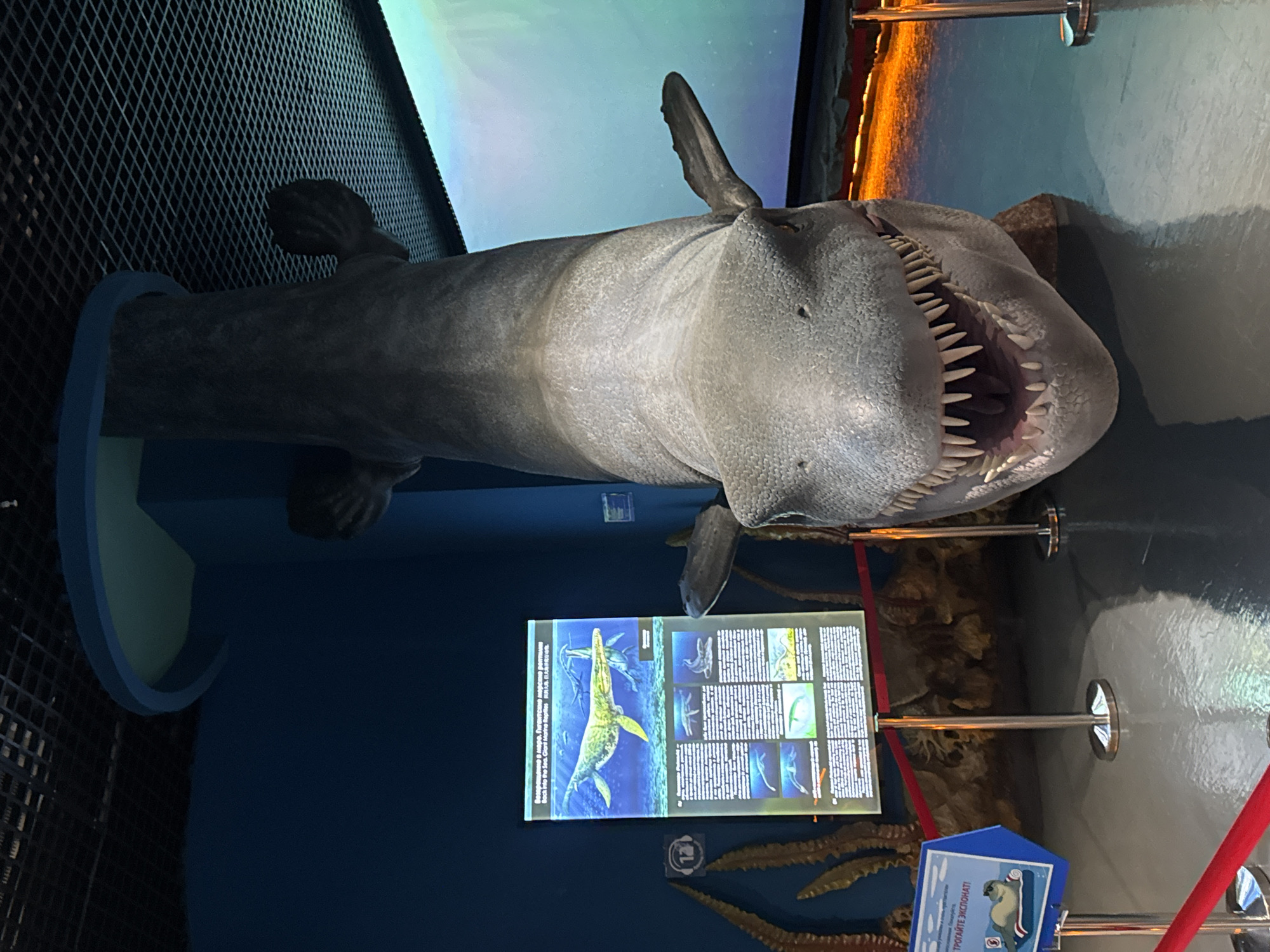 In Vladivostok, Russia, within what appears to be a museum or aquarium, a large, reptilian animatronic model hangs upside down from the ceiling, its head angled downwards towards the viewer. The model's scales are textured and gray, with visible sharp teeth in its open mouth, large eye sockets, and what appear to be small fins or ear-like protrusions.
To the left of the animatronic, a vertical display board is mounted on a stand. This board features an illustration of ancient marine reptiles swimming in the sea, with smaller images and text below providing information. A smaller, blue sign with an image of a seal wearing sunglasses is positioned in front of the display board, also on a stand.
Red velvet ropes on silver stanchions cordon off the area, indicating that visitors are not meant to approach or touch the exhibits. The floor is a reflective, dark surface, mirroring the objects above. In the background, a large screen displays a gradient of blue and green, possibly simulating an underwater environment. The ceiling consists of a dark grid structure, with a light blue circular element suspended from it. The overall lighting suggests an indoor exhibition space.
