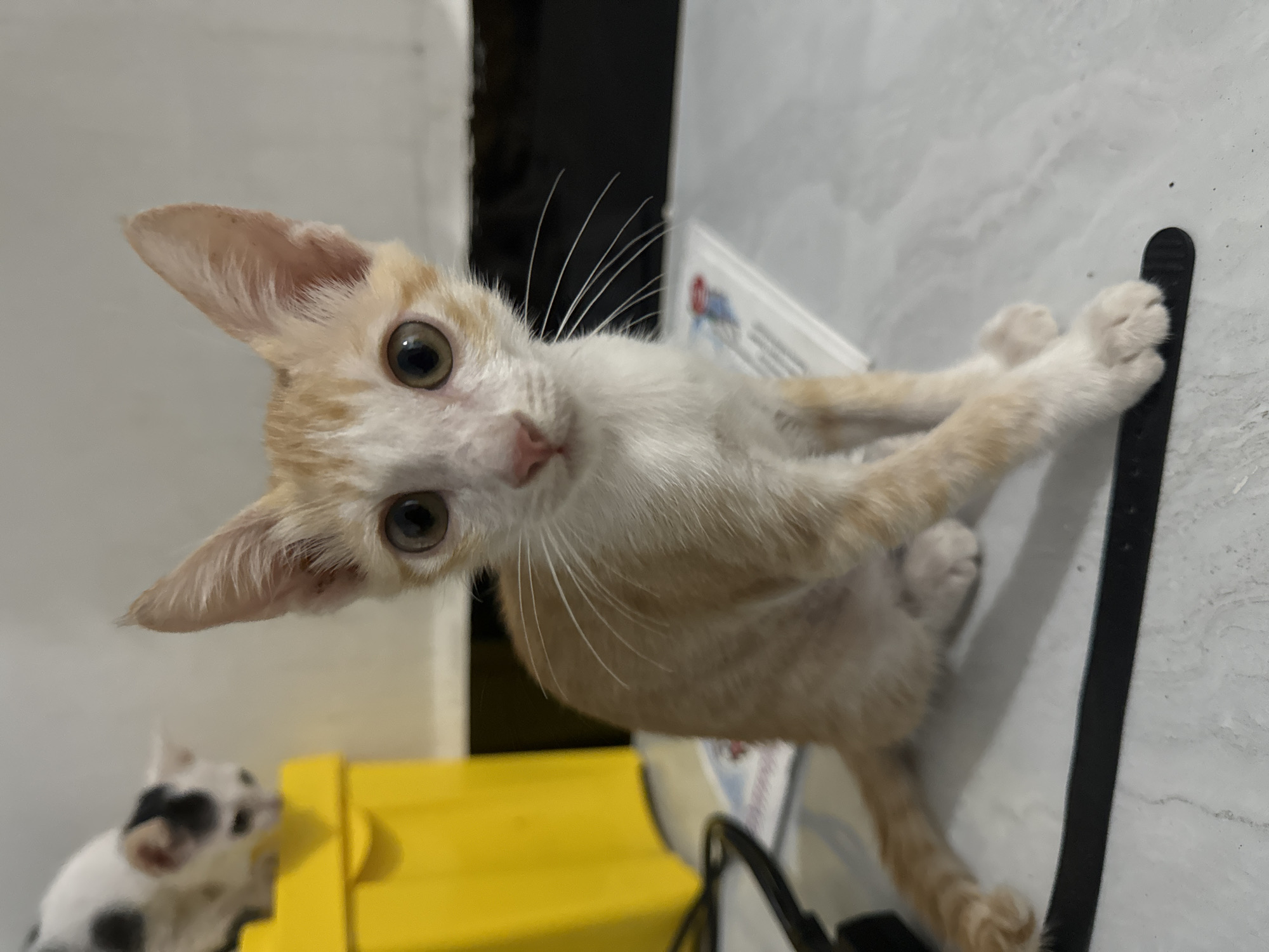 An orange and white kitten is sitting on a light-colored, speckled surface in what appears to be an indoor setting. The kitten is facing forward with its front paws crossed and is looking directly at the camera with large, round eyes. Its ears are pointed upwards, and its whiskers are prominent. In the background, a yellow object, possibly a storage container, is visible, and a blurry white and black kitten is perched on top of it. The overall lighting suggests an indoor environment, possibly at night. There is no indication of the city of Mũi Né, Vietnam.