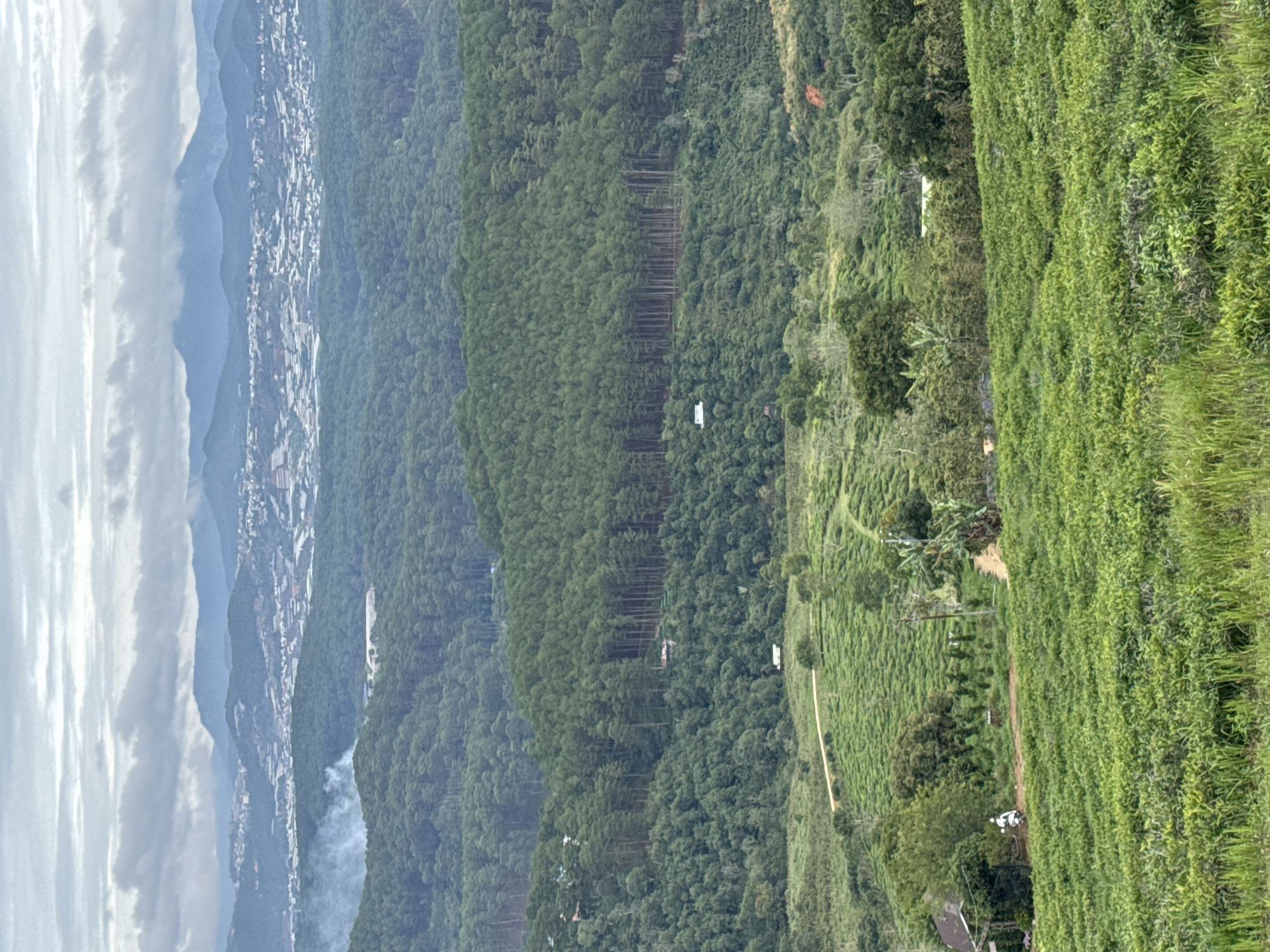 The image depicts a panoramic view of the landscape surrounding Trường Thọ, Vietnam. The scene includes a city nestled between mountains and a sky filled with clouds. In the distance, mountains recede into the horizon, their peaks shrouded in a blue haze, while the city fills the valley with clustered buildings. Patches of smoke rise near the city. Moving closer, a dense, green forest stretches across the middle ground. A distinct line of eucalyptus trees stands out. On the right side of the frame is a tea plantation, terraced and intensely green. Pathways cut through the plantation. Scattered buildings and foliage are interspersed within the landscape. At the bottom of the image, glimpses of rooftops are visible.