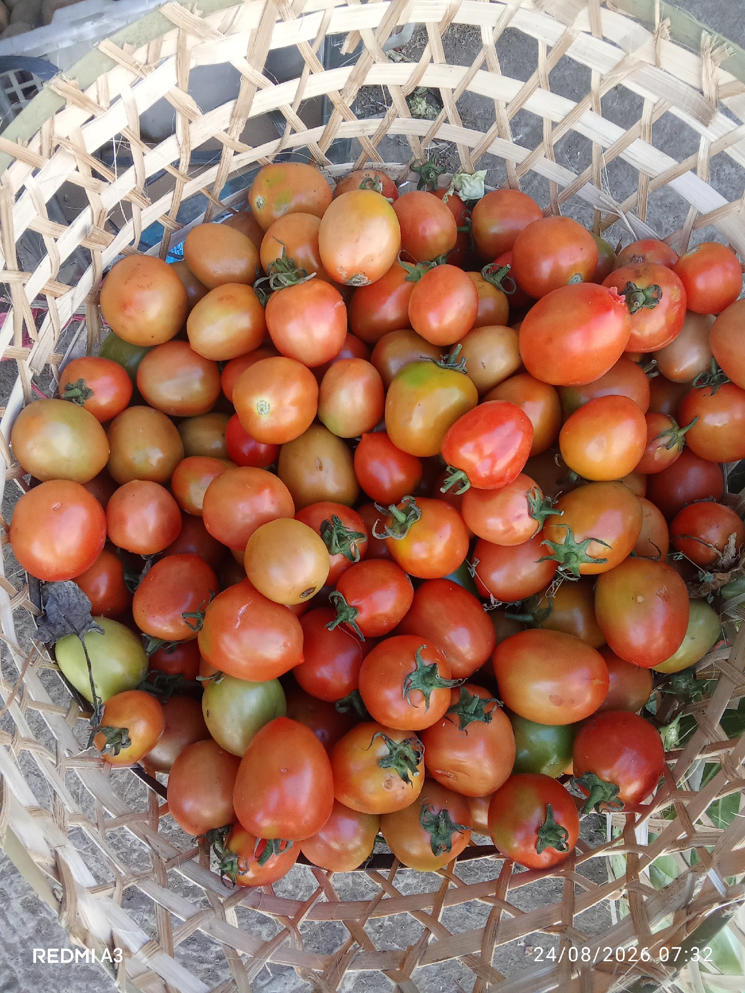 A close-up, high-angle shot shows a woven bamboo basket filled with ripe and unripe tomatoes. The basket is composed of thin, light-colored bamboo strips woven into a diamond pattern. The tomatoes vary in color from deep red to orange-red and some are a yellowish-green, indicating ripeness stages. Several tomatoes have green stems attached. The background appears to be a textured, grey surface, possibly concrete or a dirt path. The lighting suggests an outdoor setting. The bottom left corner of the image shows the text "REDMI A3", and the bottom right corner displays "24/08/2026 07:32". The image was taken in Cemani, Indonesia.