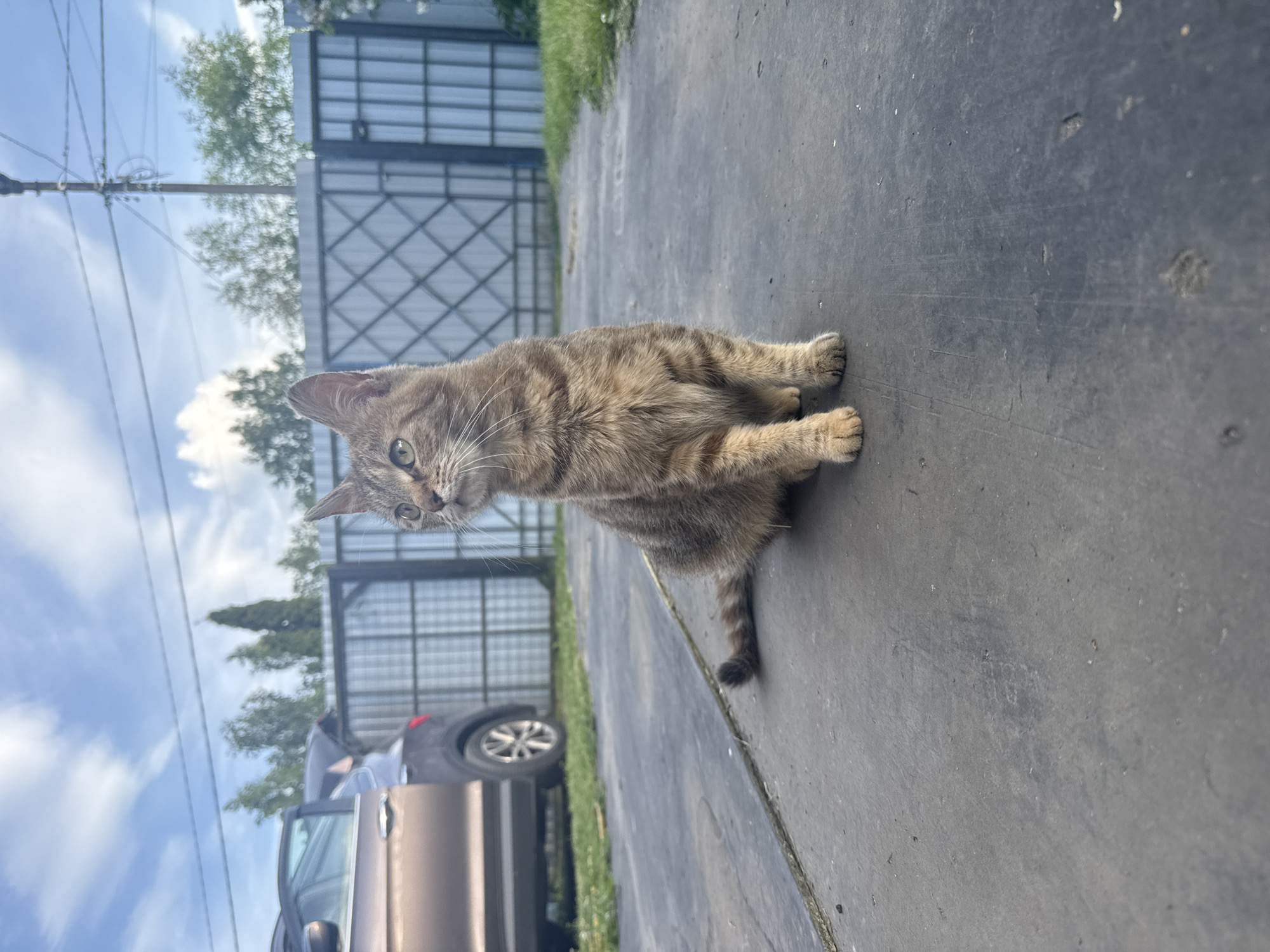 The image depicts an outdoor daytime scene in Saint Petersburg, Russia, under a sky with scattered white clouds. A brown-striped domestic tabby cat is seated on a dark grey paved surface in the foreground. The cat is oriented slightly to its left, with its head turned to look towards the upper-left quadrant of the frame. Its tail is curled on the ground beside its left flank. In the midground on the left, a dark-colored SUV is partially visible, parked on a grassy area adjacent to the pavement, with its rear trunk door open. Behind the cat and the vehicle, a grey metal fence, characterized by a diagonal grid pattern, spans across the frame. To the right of this fence section, a darker, solid gate or fence segment is visible. The background features green trees and a utility pole supporting multiple overhead power lines, set against a blue sky.