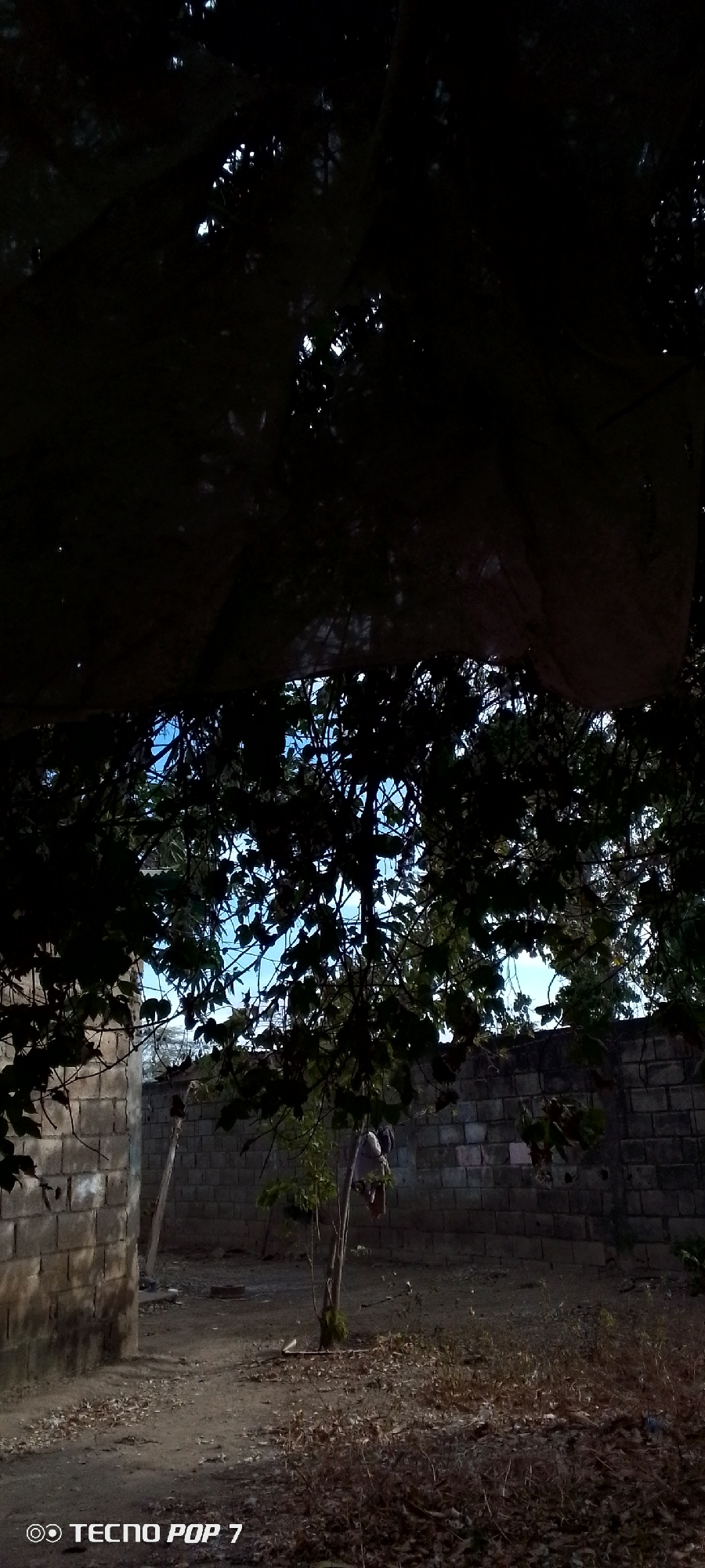 The image, taken in what is purportedly Altagracia, Venezuela (though this is not verifiable from the visual data), depicts a partially shaded outdoor area. A structure, likely a building or wall constructed of cinder blocks, stands in the background. A small, bare tree is centered in the foreground, possibly recently planted or sparsely developed. Debris is scattered across the ground, indicating untidy conditions. An overhanging dark, opaque object, potentially a tarp or dense foliage, obstructs the upper portion of the frame, significantly reducing visibility. The sky is visible through the leaves of trees, appearing as patches of bright blue. There are no identifiable individuals within the frame.